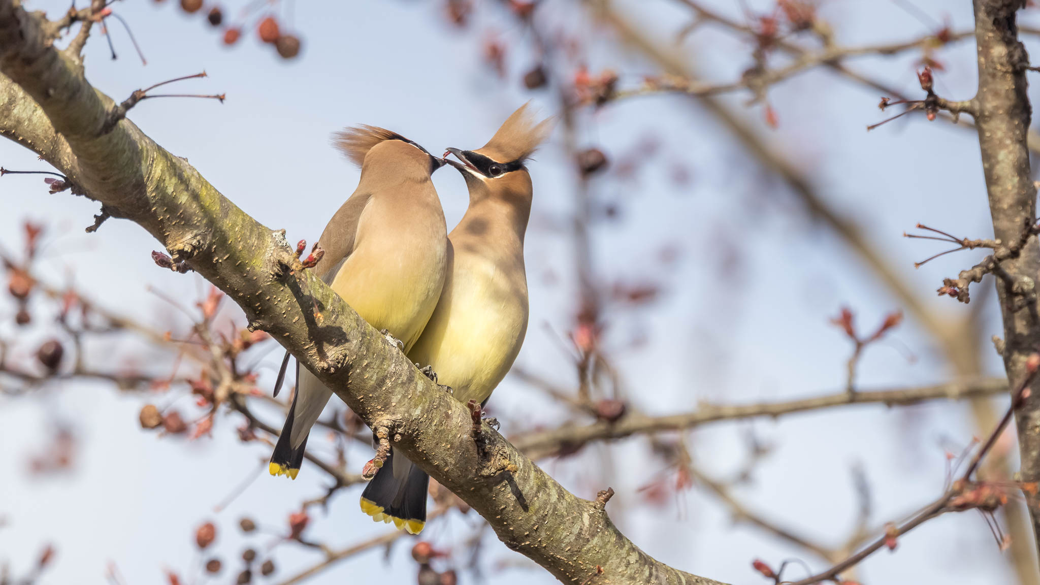 Cedar Waxwing