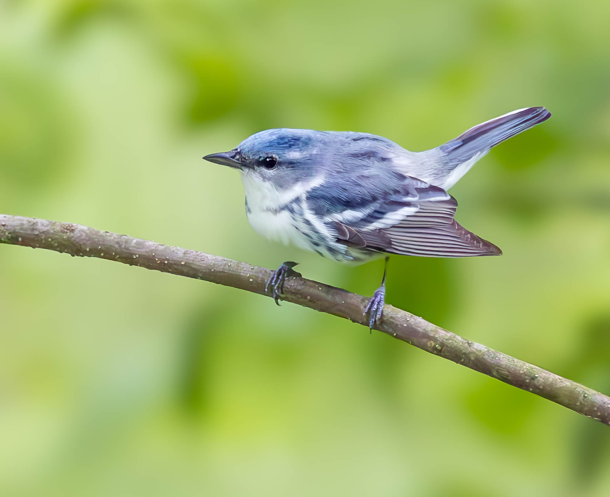 Cerulean Warbler
