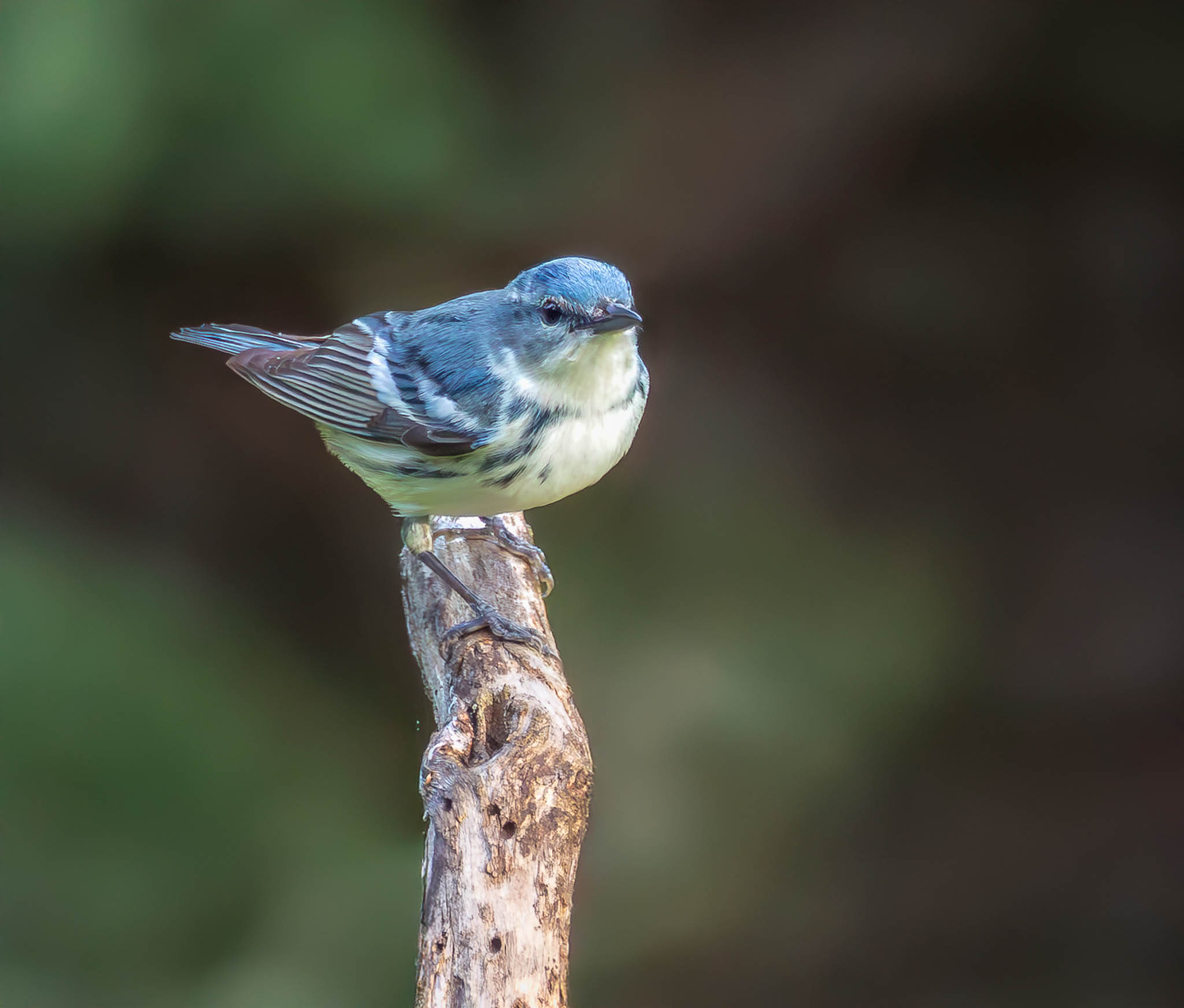 Cerulean Warbler