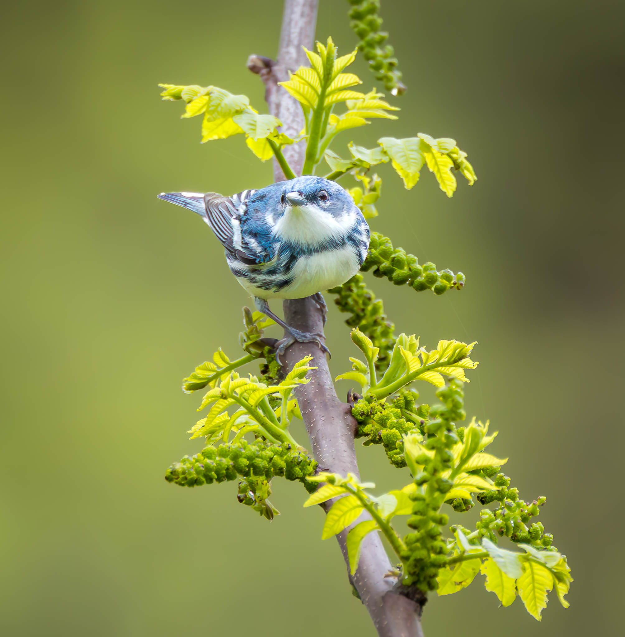 Cerulean Warbler