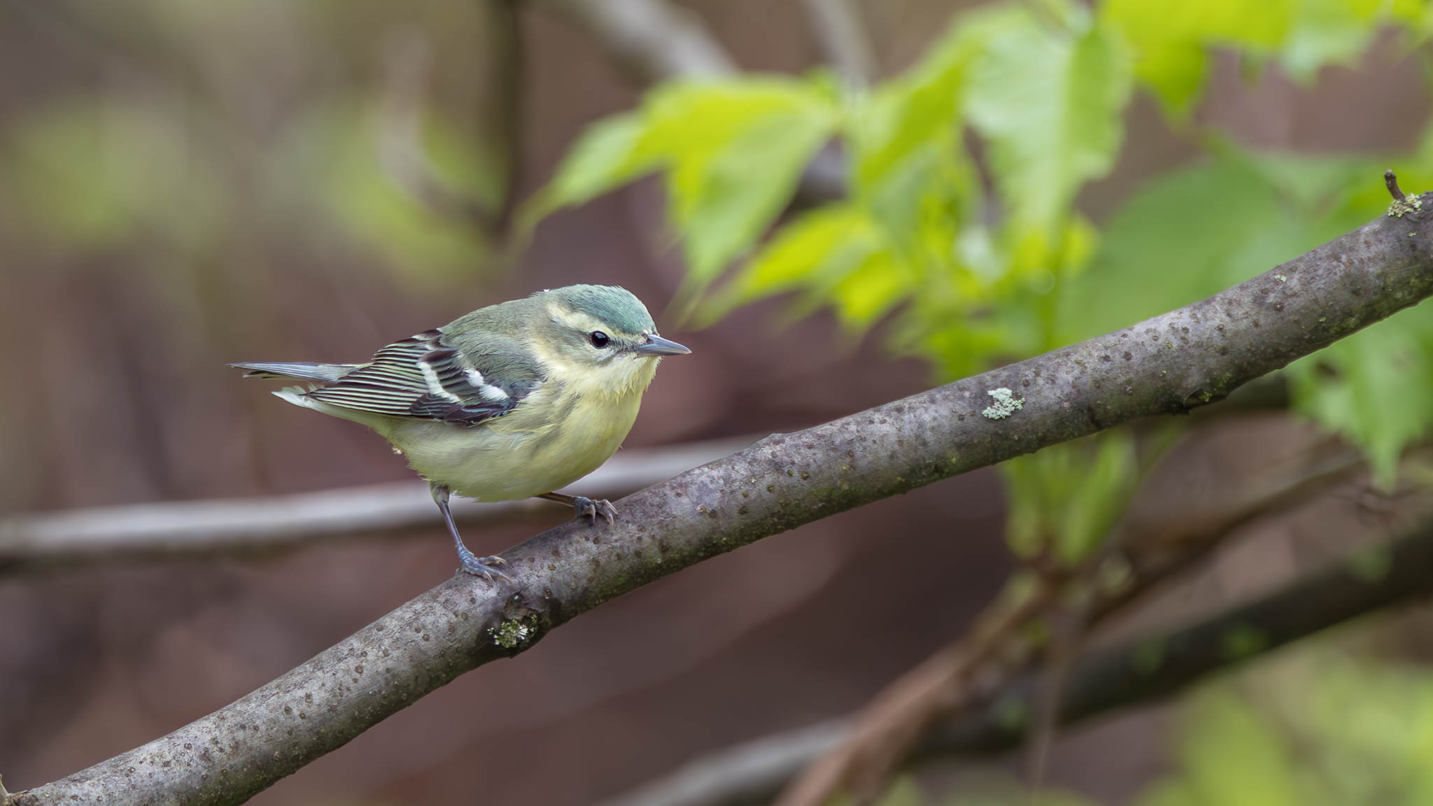 Cerulean Warbler