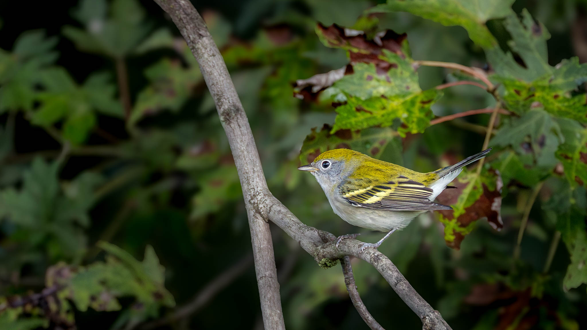 Chestnut-sided Warbler