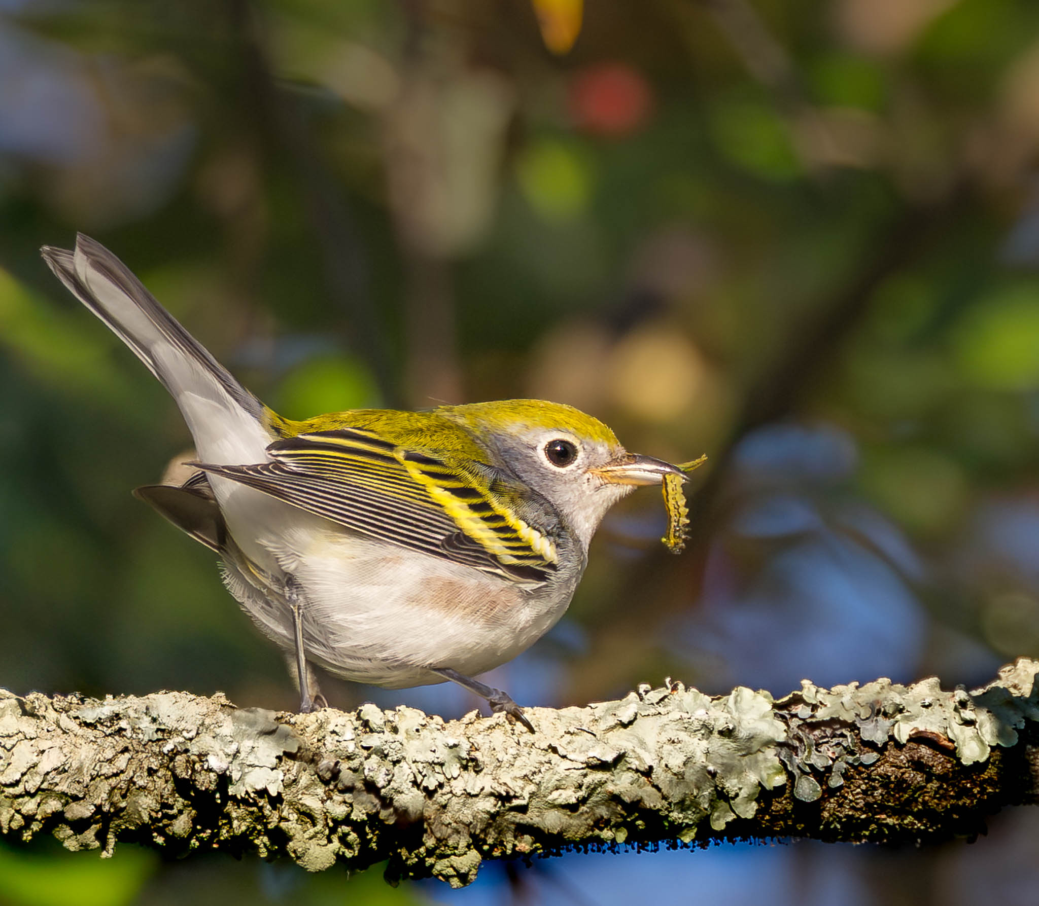 Chestnut-sided Warbler