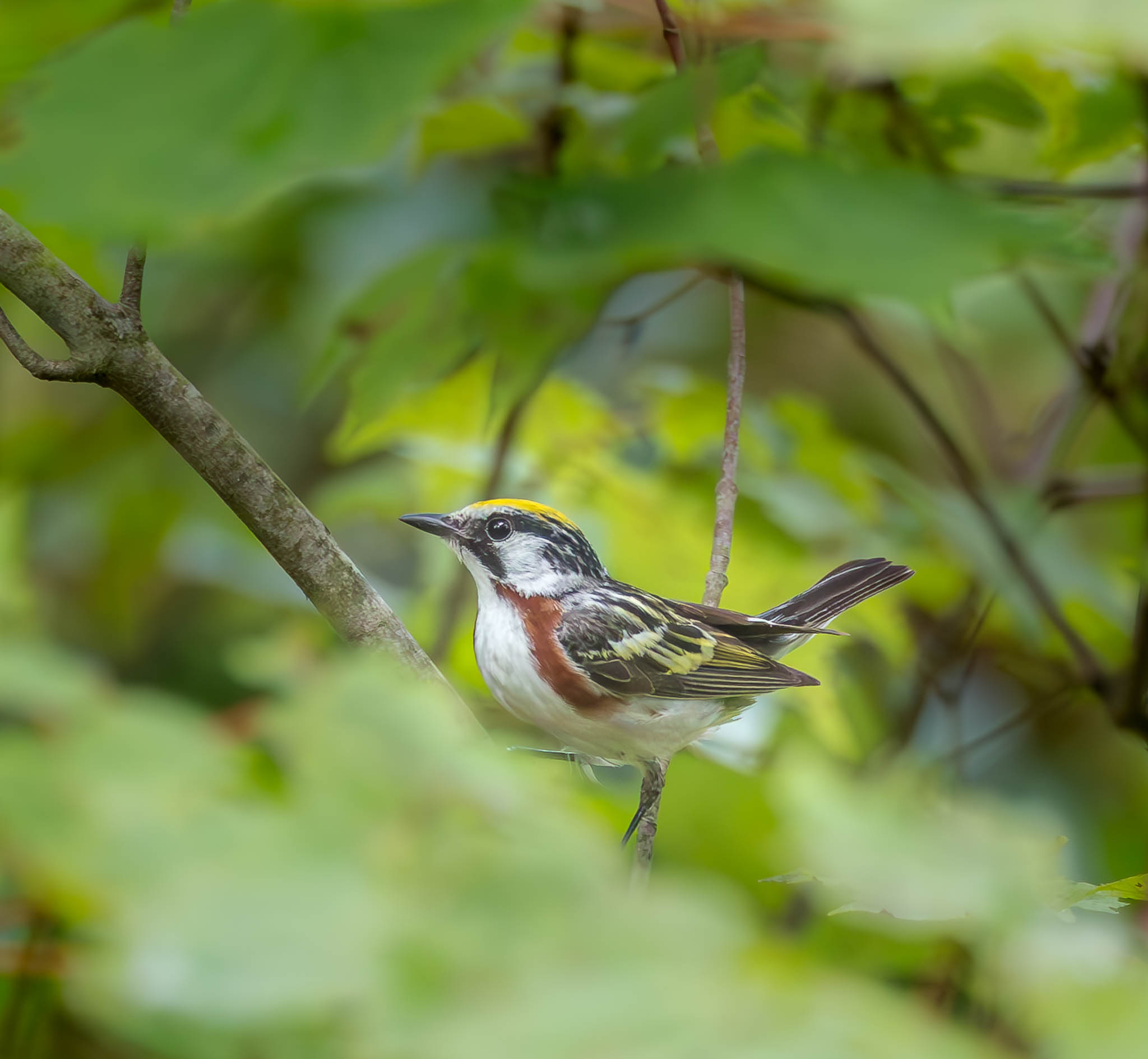 Chestnut-sided Warbler