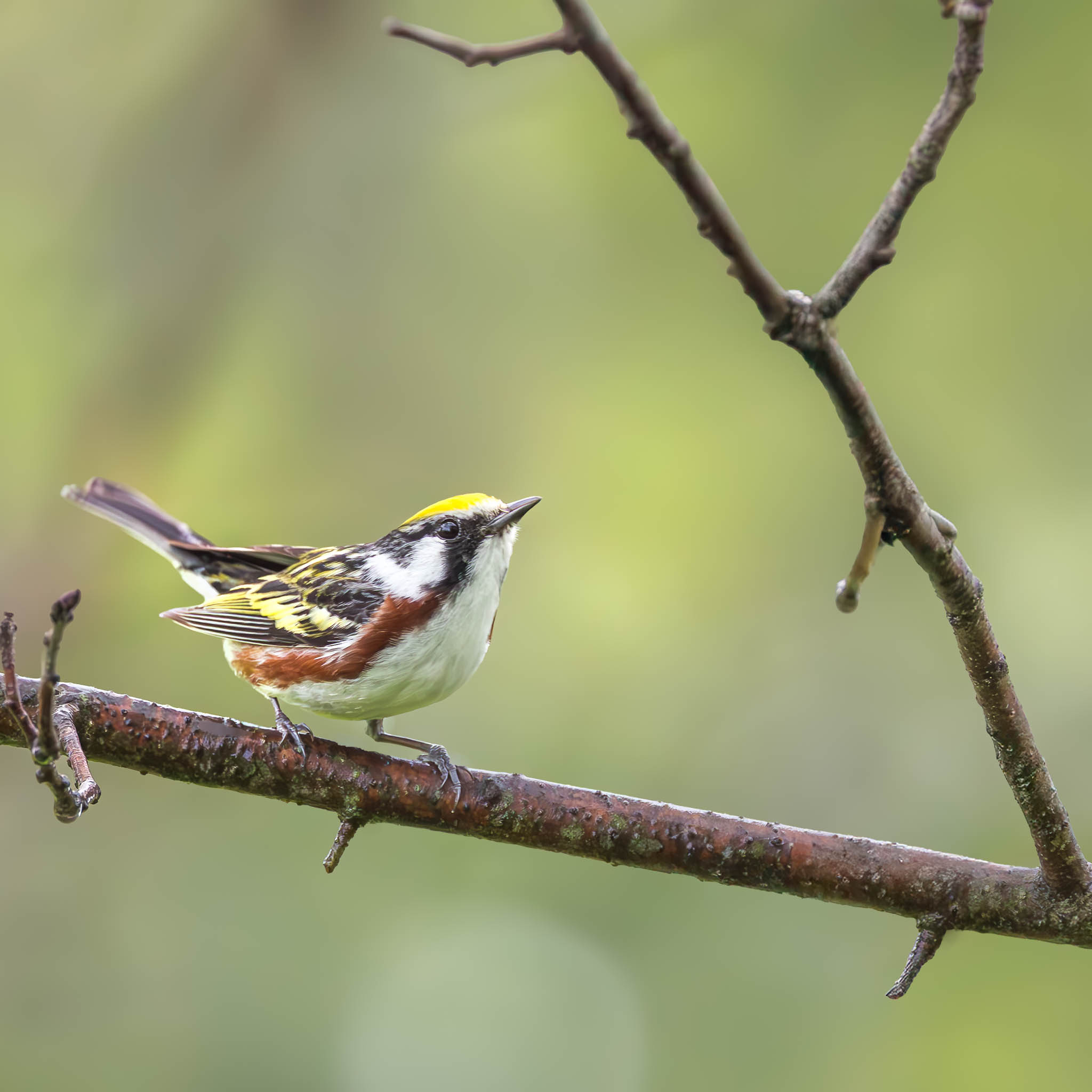 Chestnut-sided Warbler