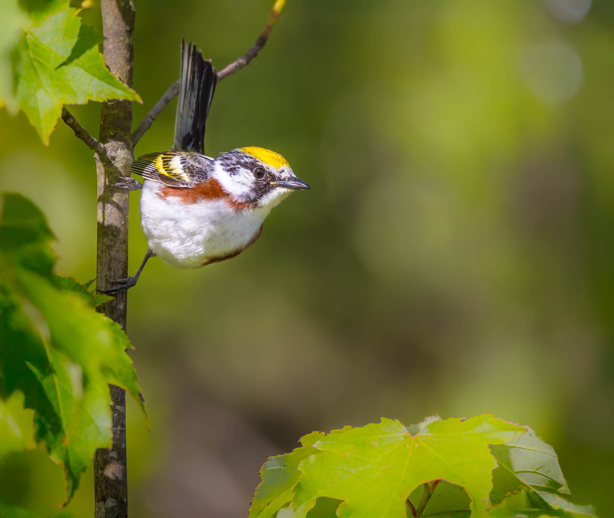 Chestnut-sided Warbler