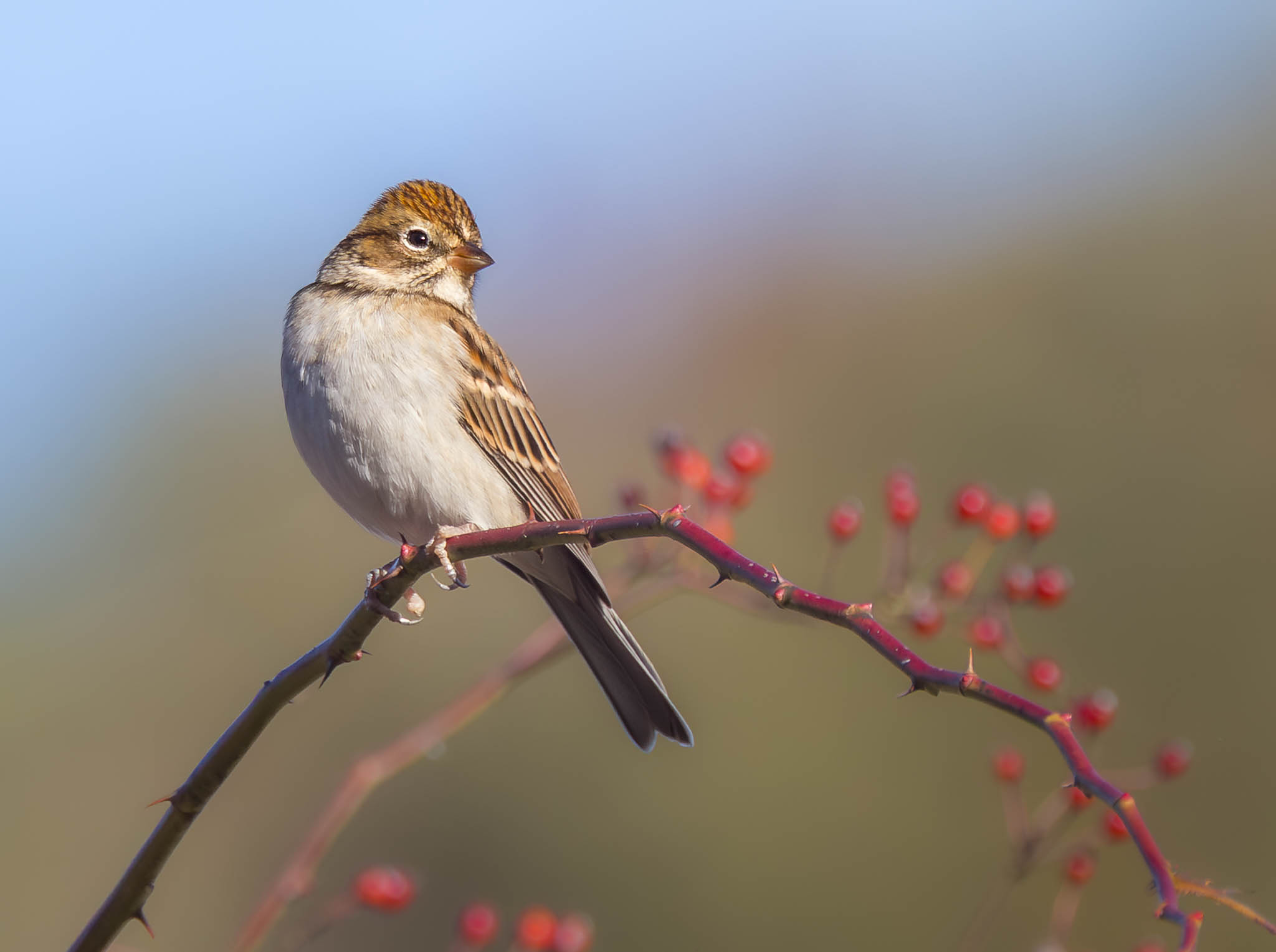 Chipping Sparrow