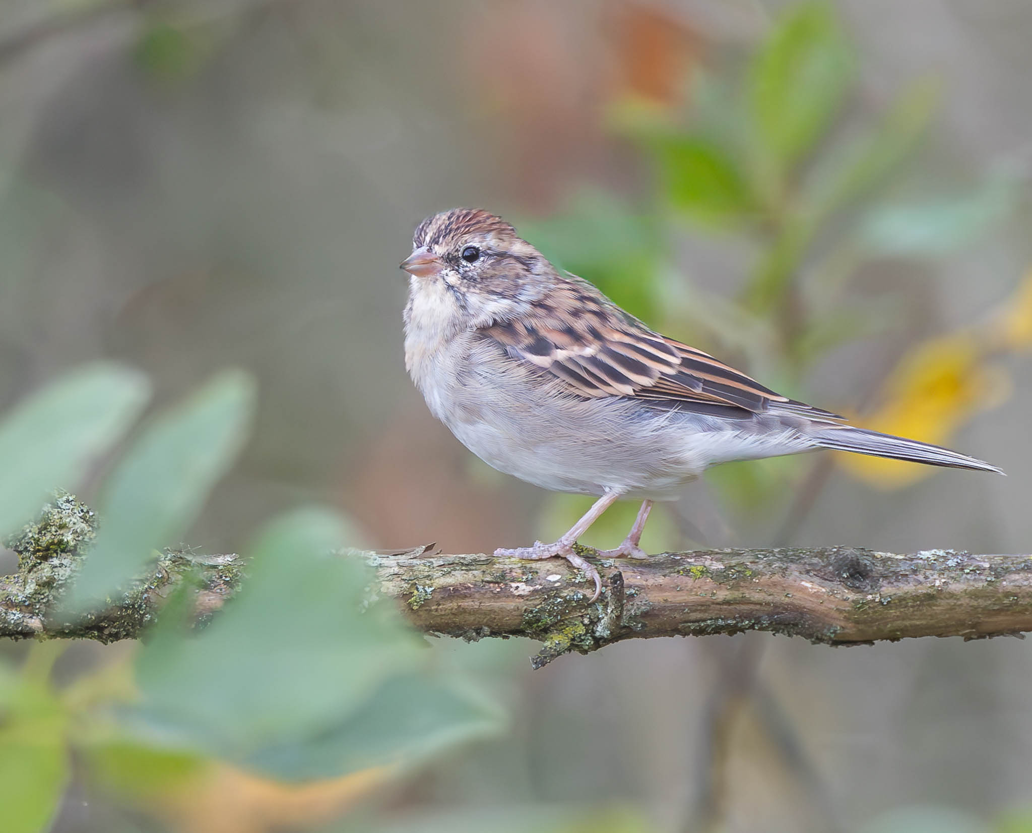 Chipping Sparrow