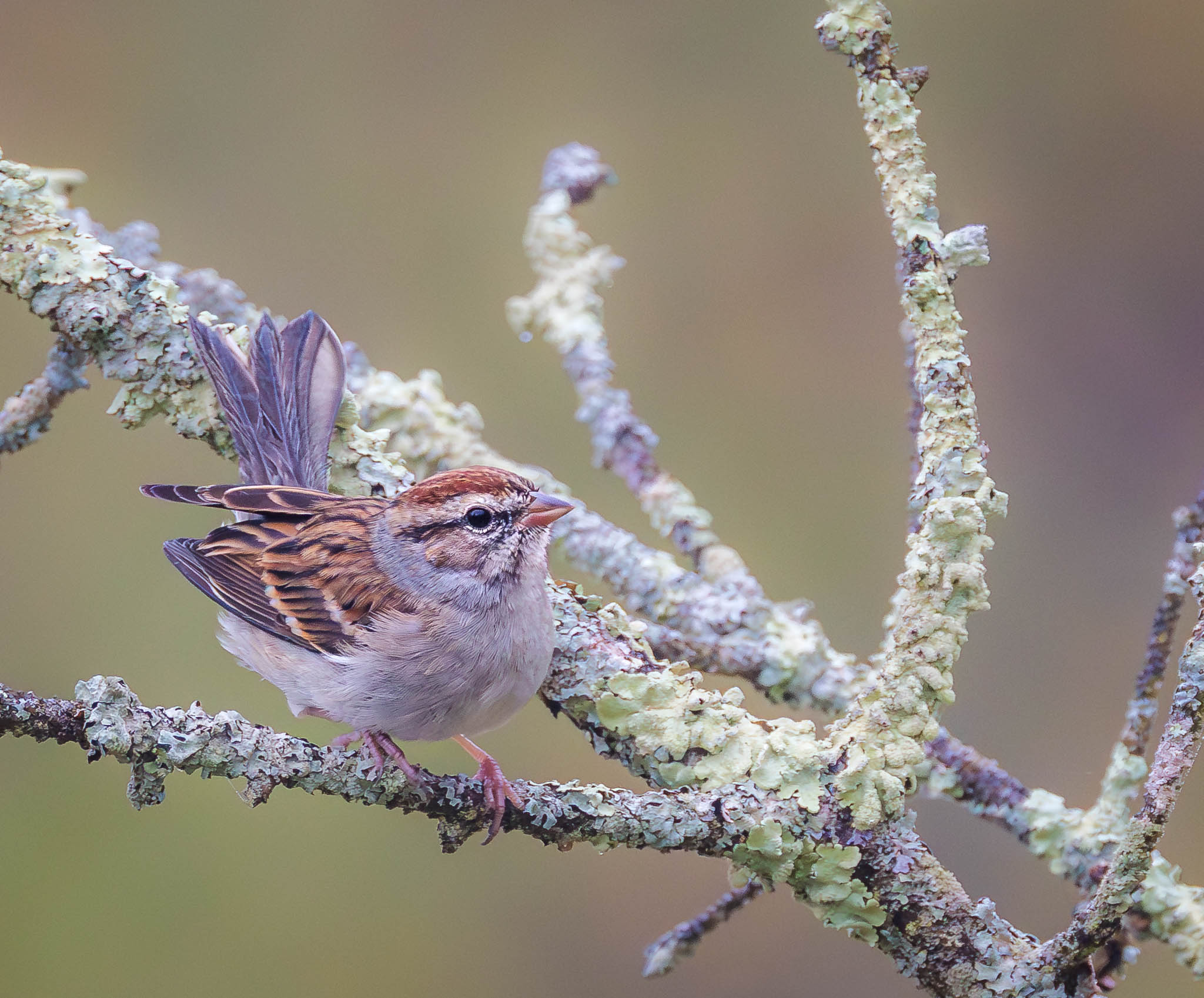 Chipping Sparrow