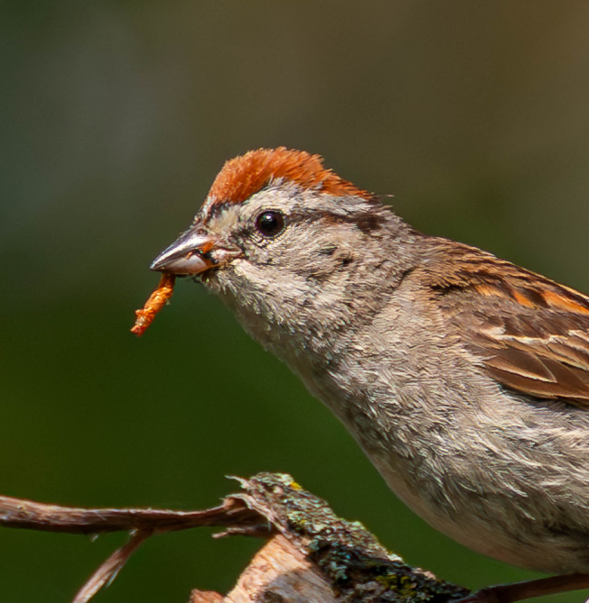 Chipping Sparrow