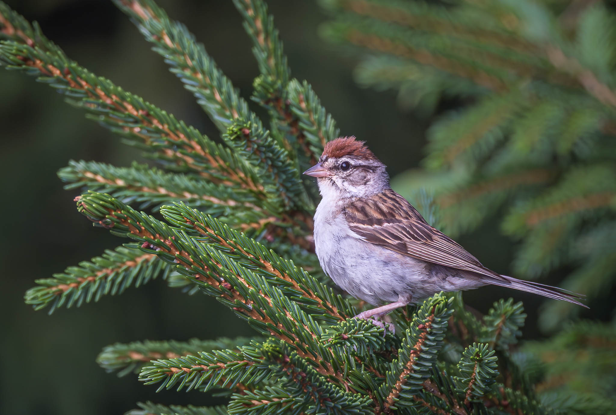 Chipping Sparrow