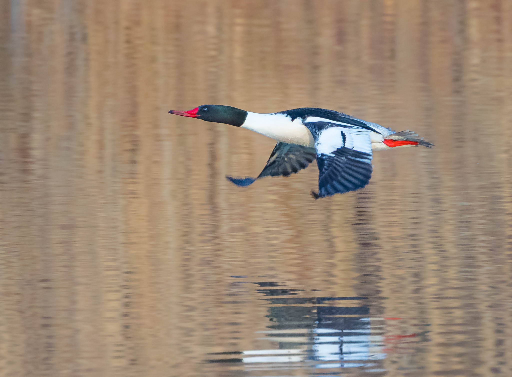 Common Merganser