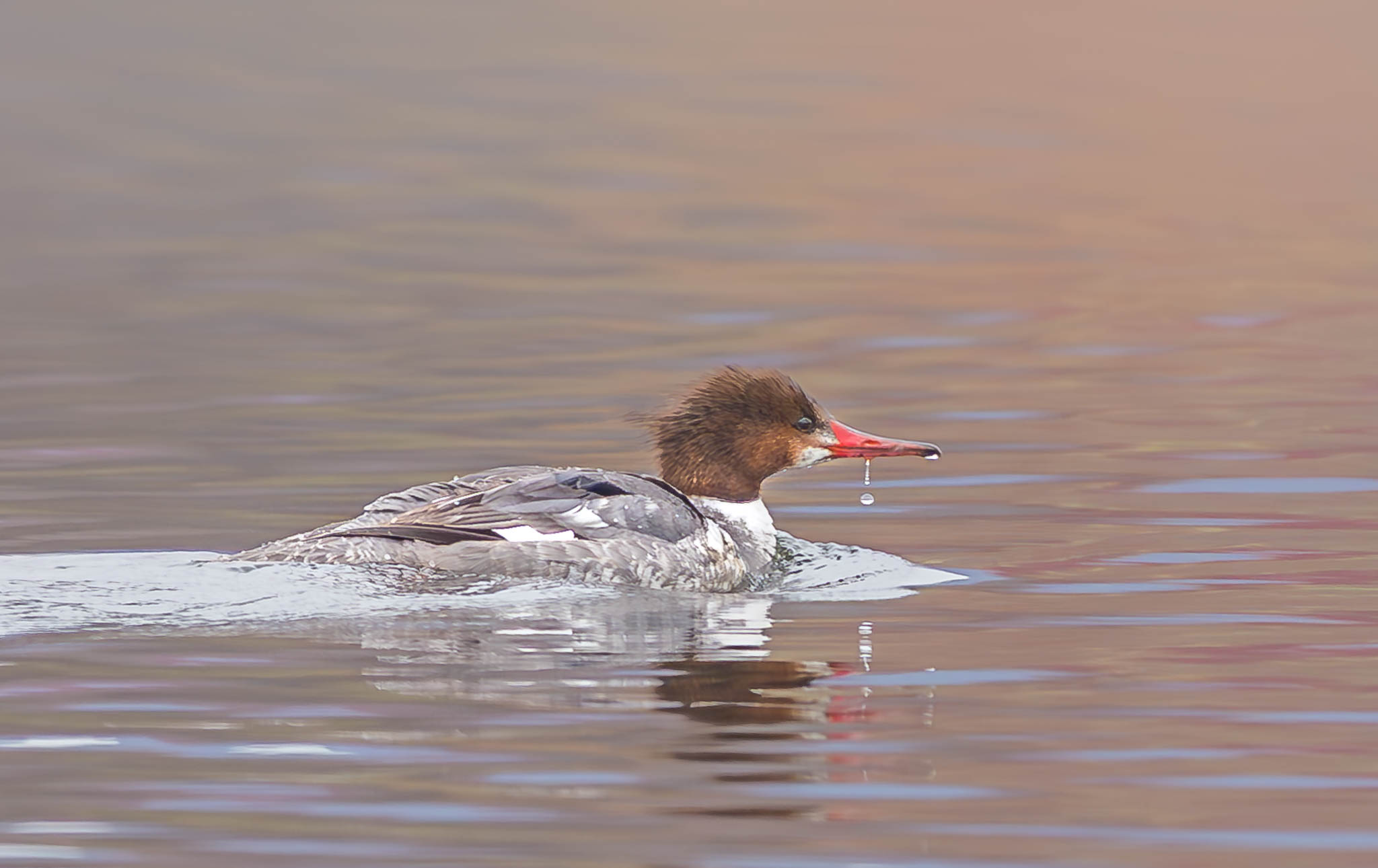 Common Merganser