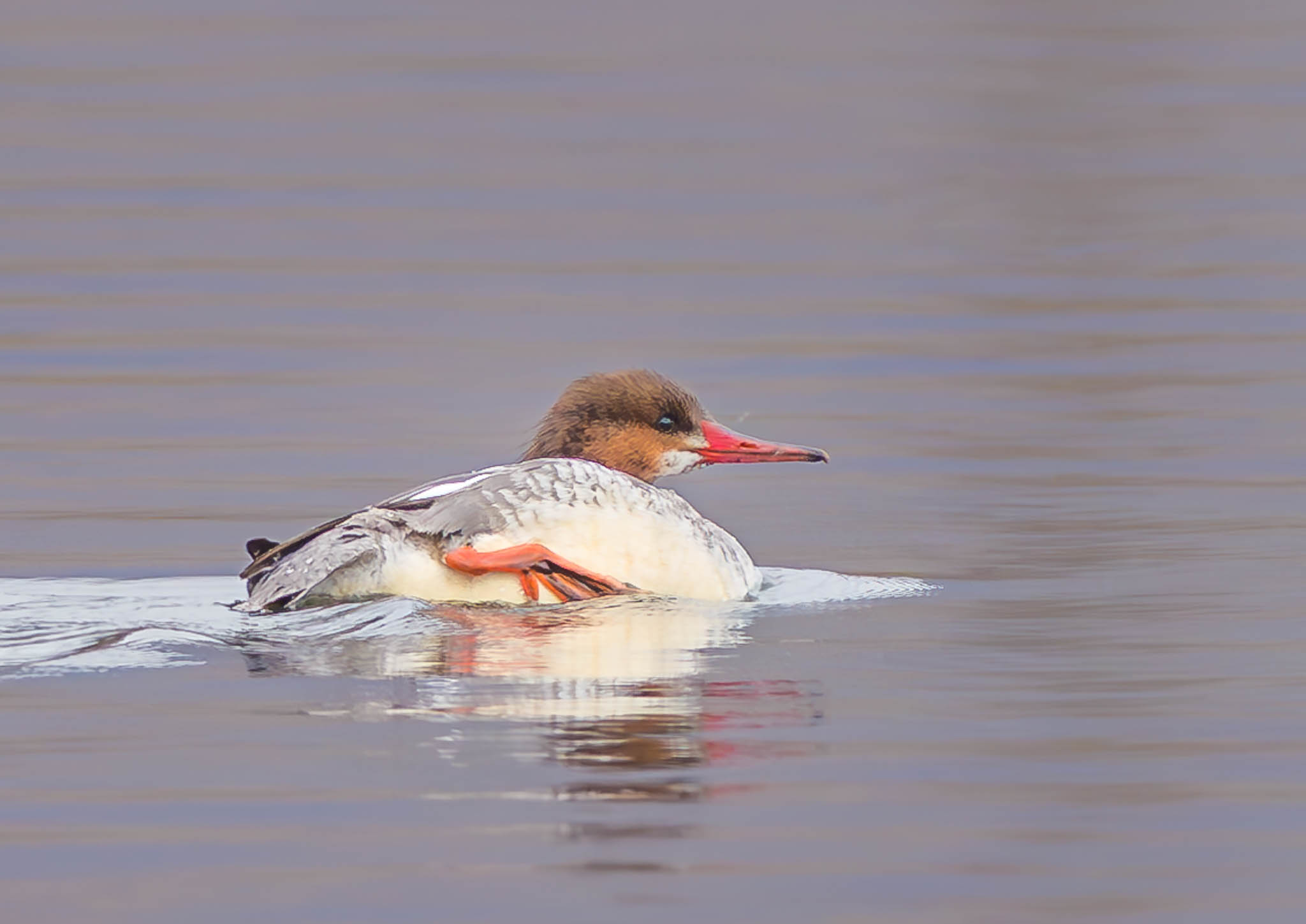 Common Merganser