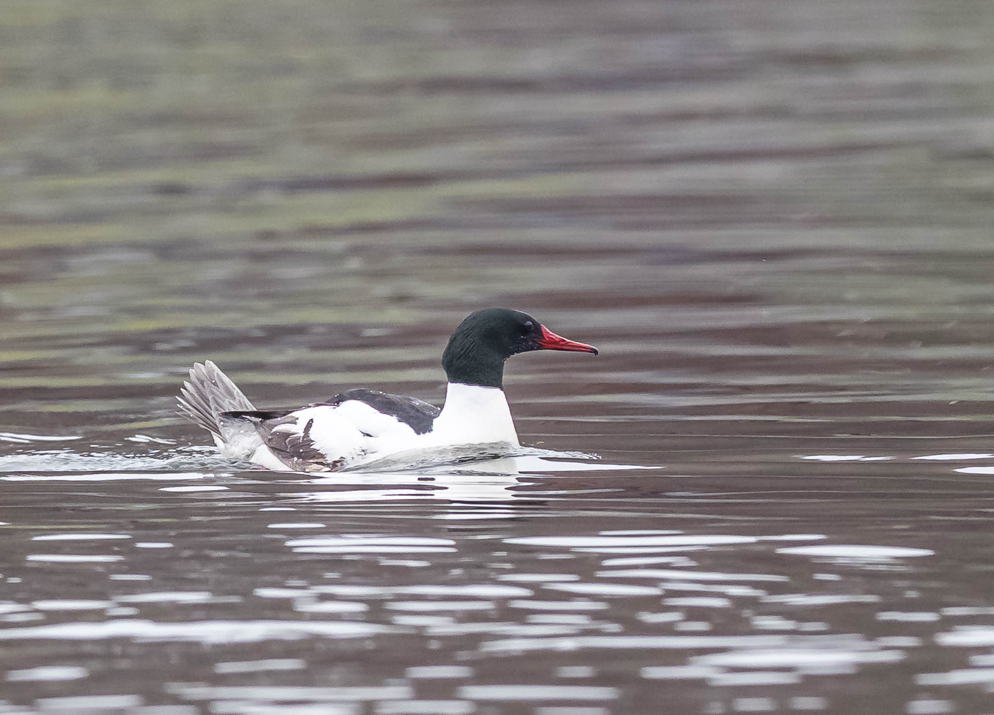 Common Merganser