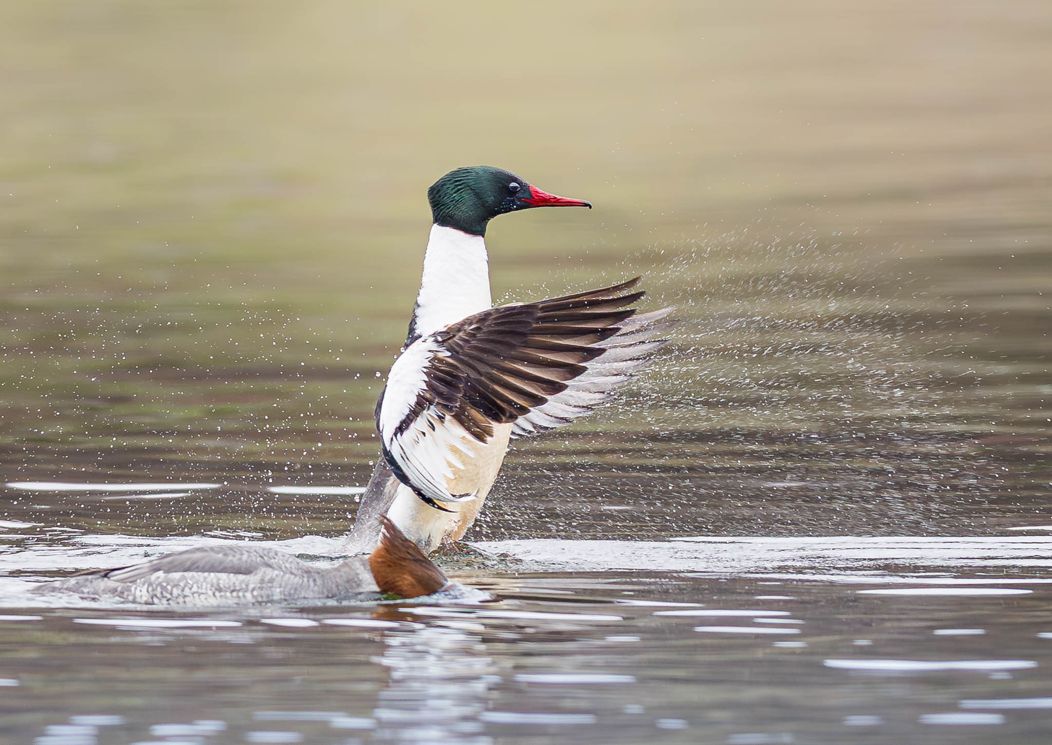 Common Merganser
