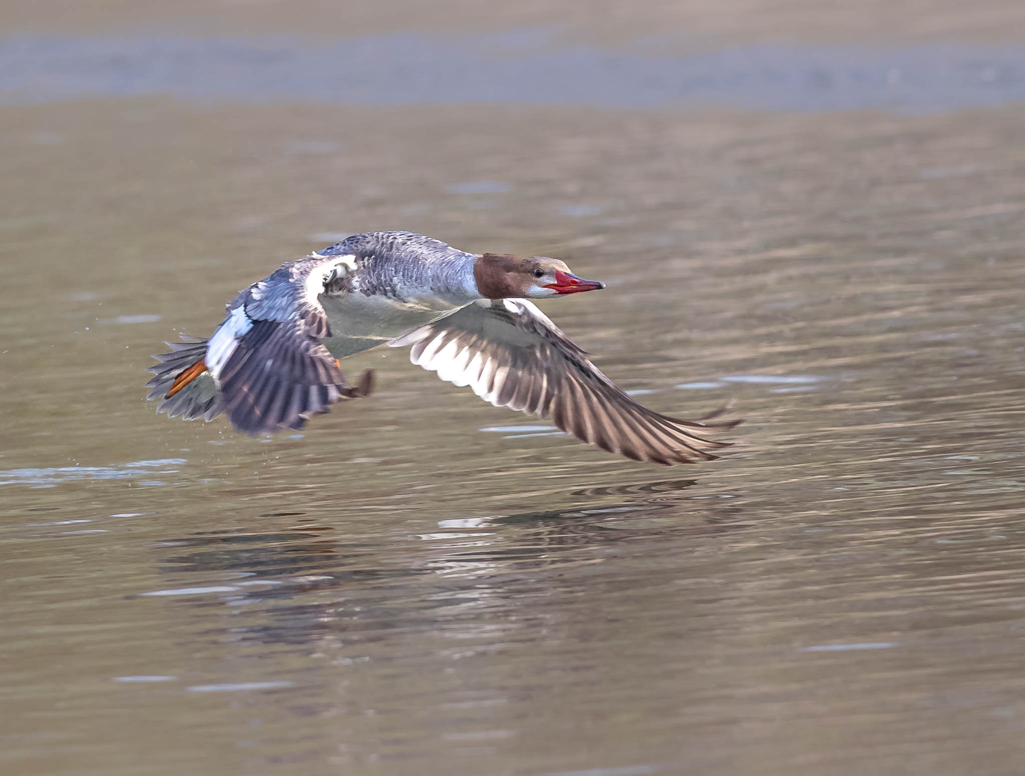 Common Merganser
