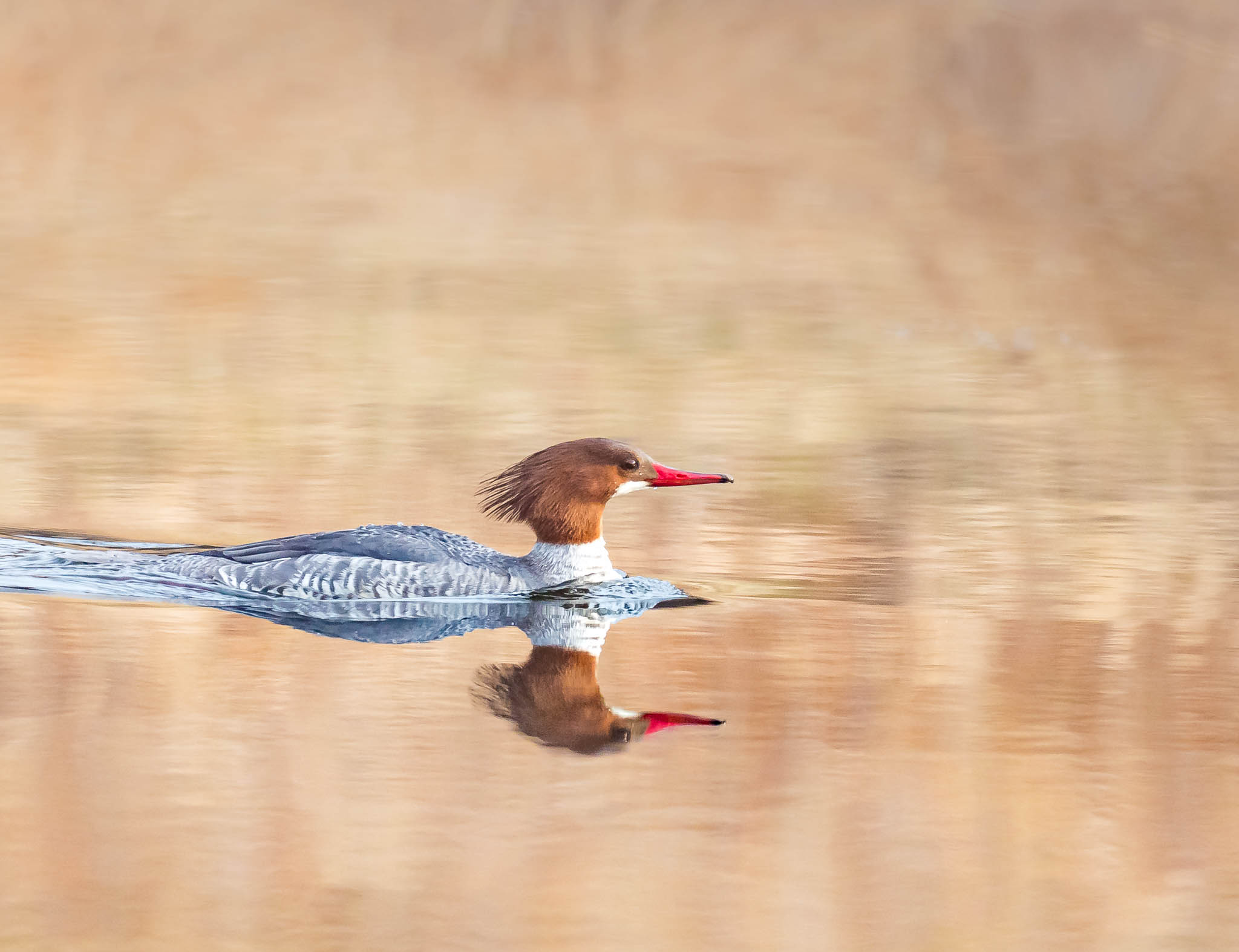 Common Merganser