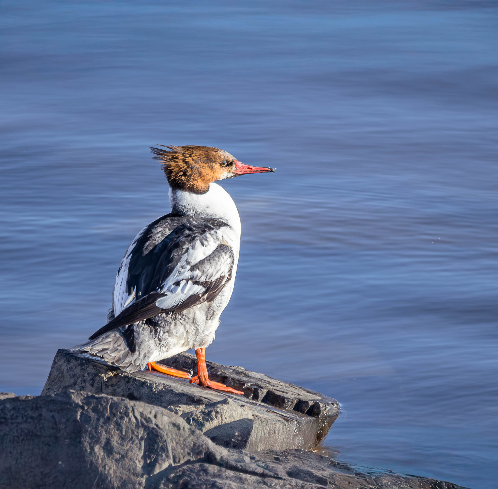 Common Merganser