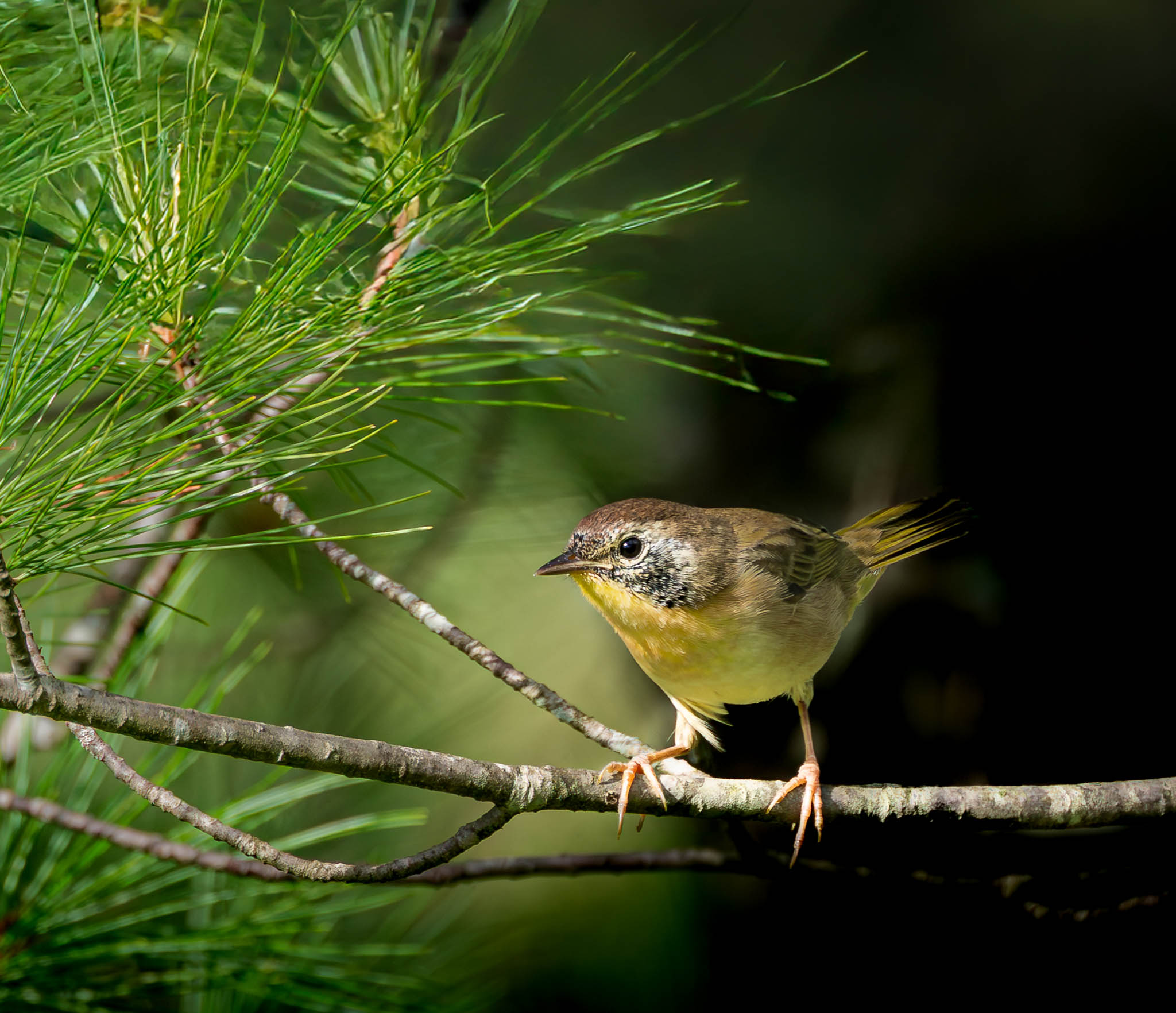 Common Yellowthroat