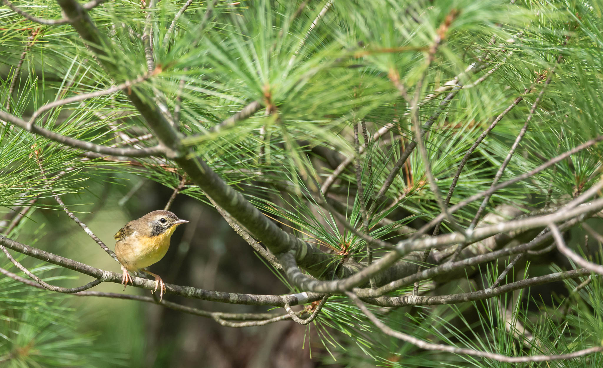 Common Yellowthroat