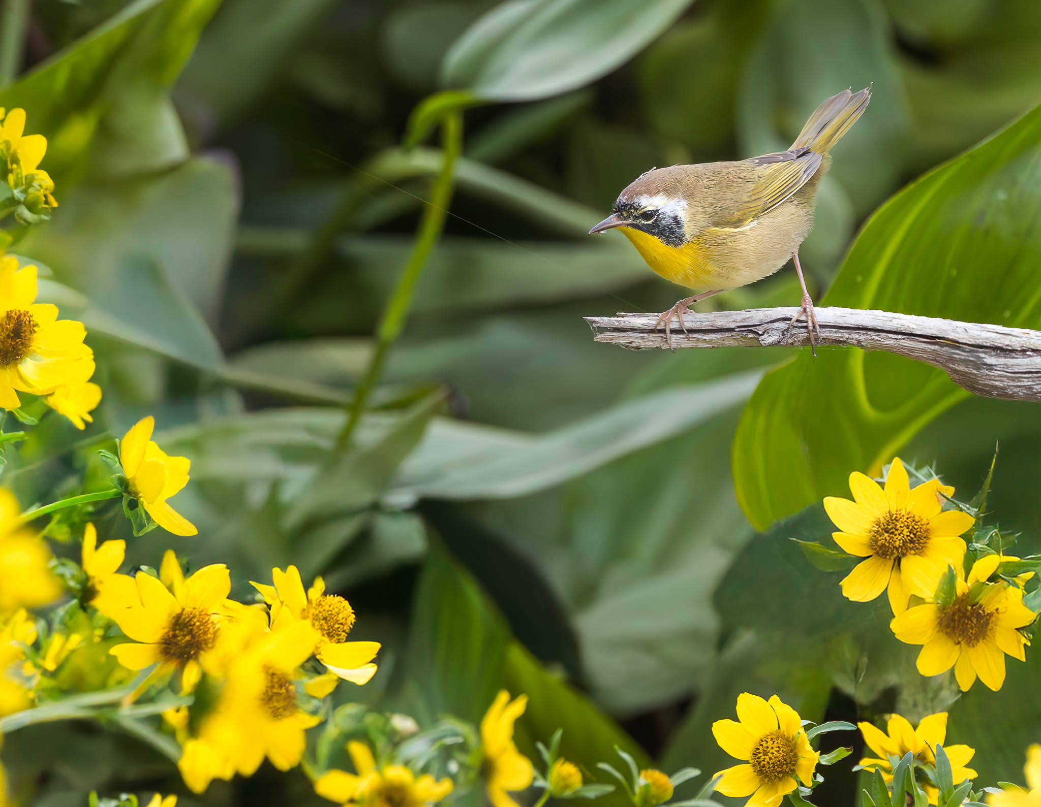 Common Yellowthroat