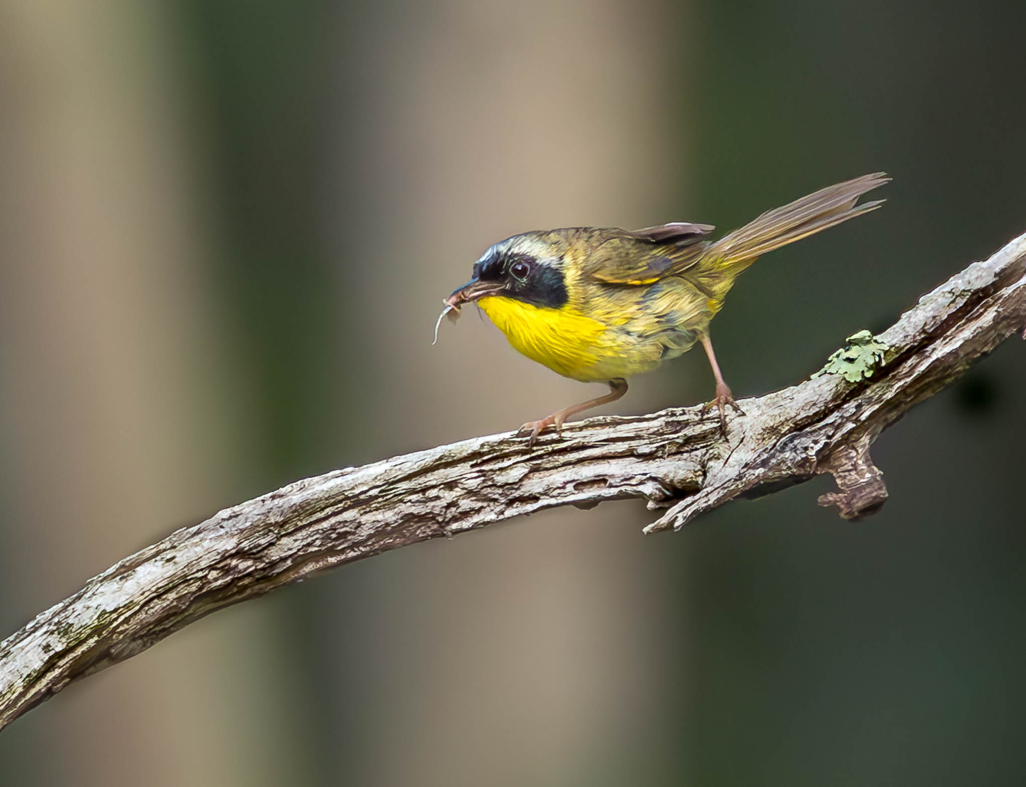 Common Yellowthroat