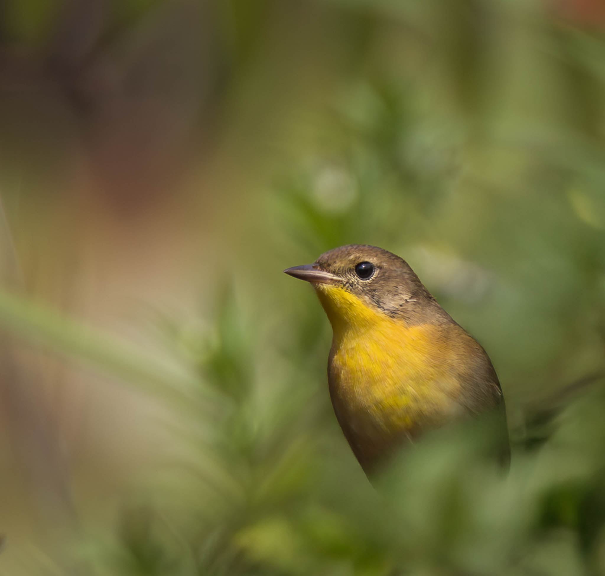 Common Yellowthroat