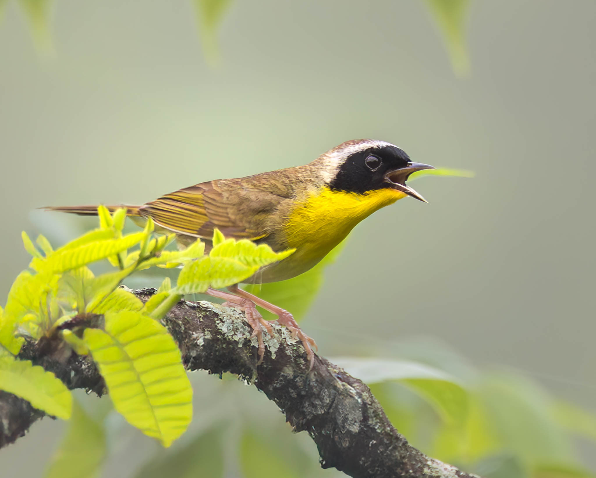 Common Yellowthroat