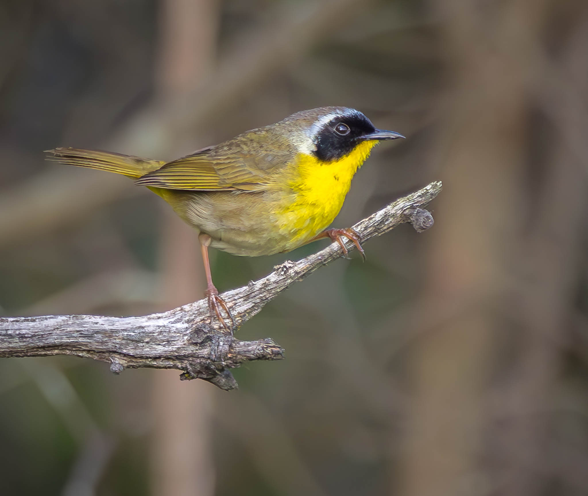 Common Yellowthroat