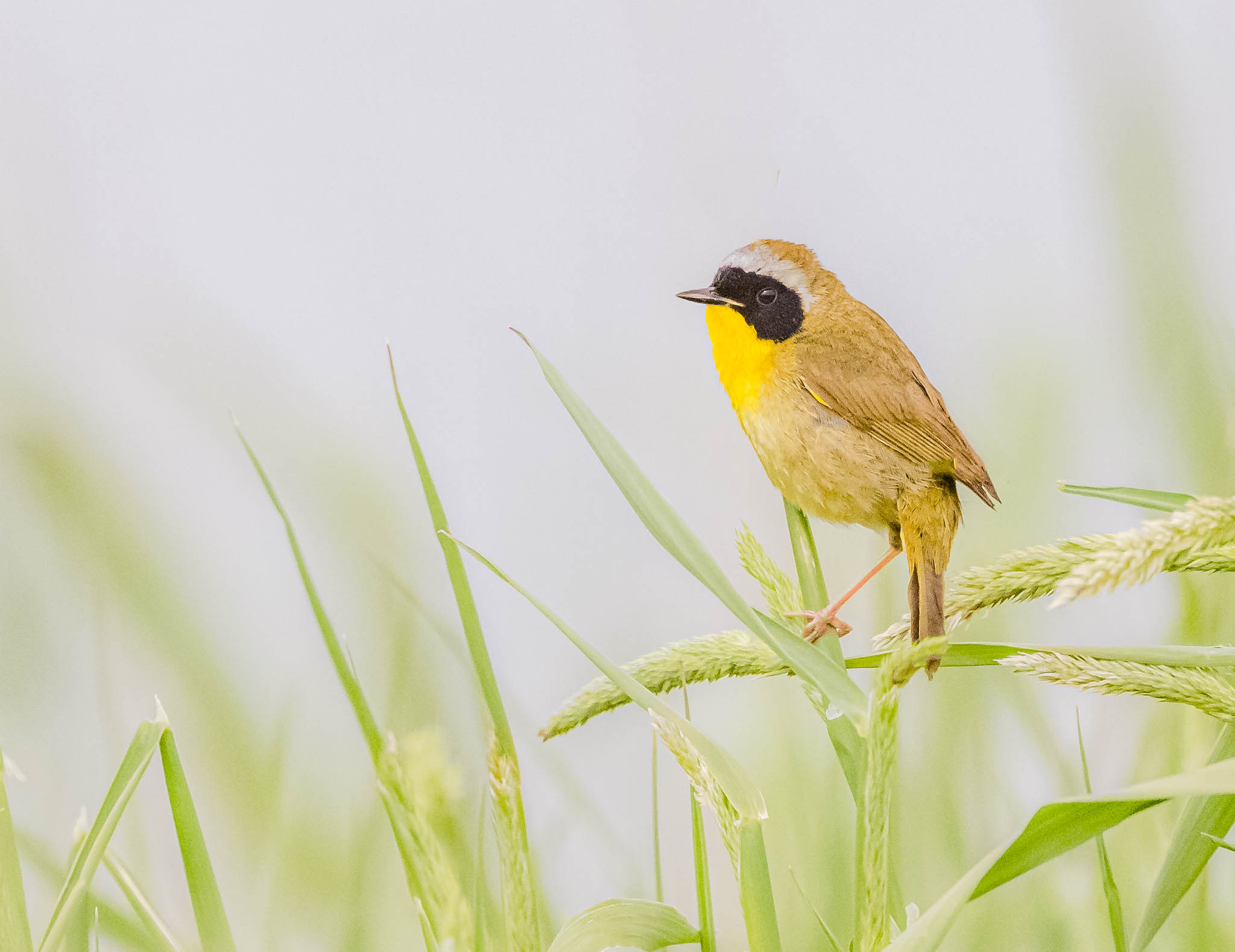Common Yellowthroat