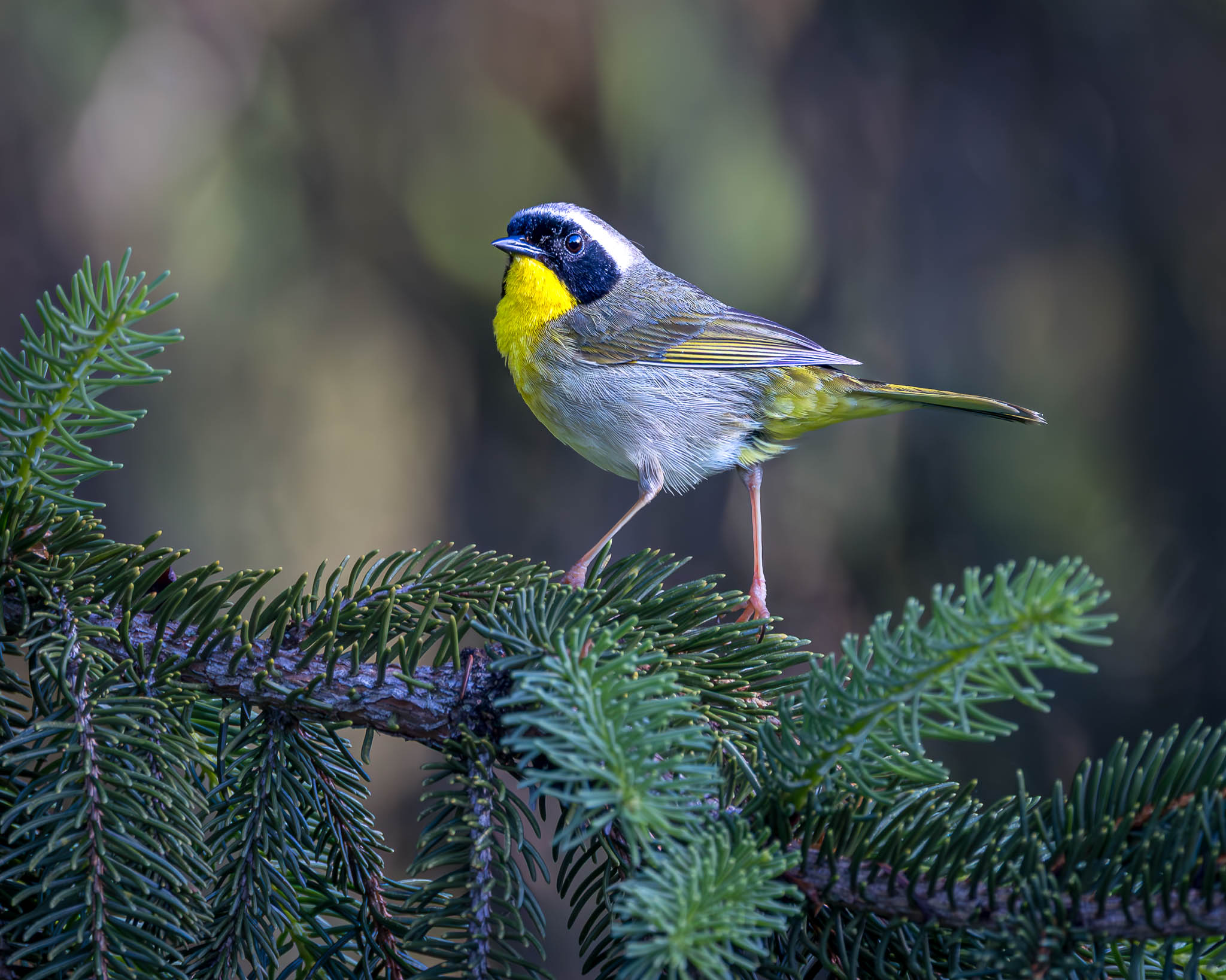 Common Yellowthroat