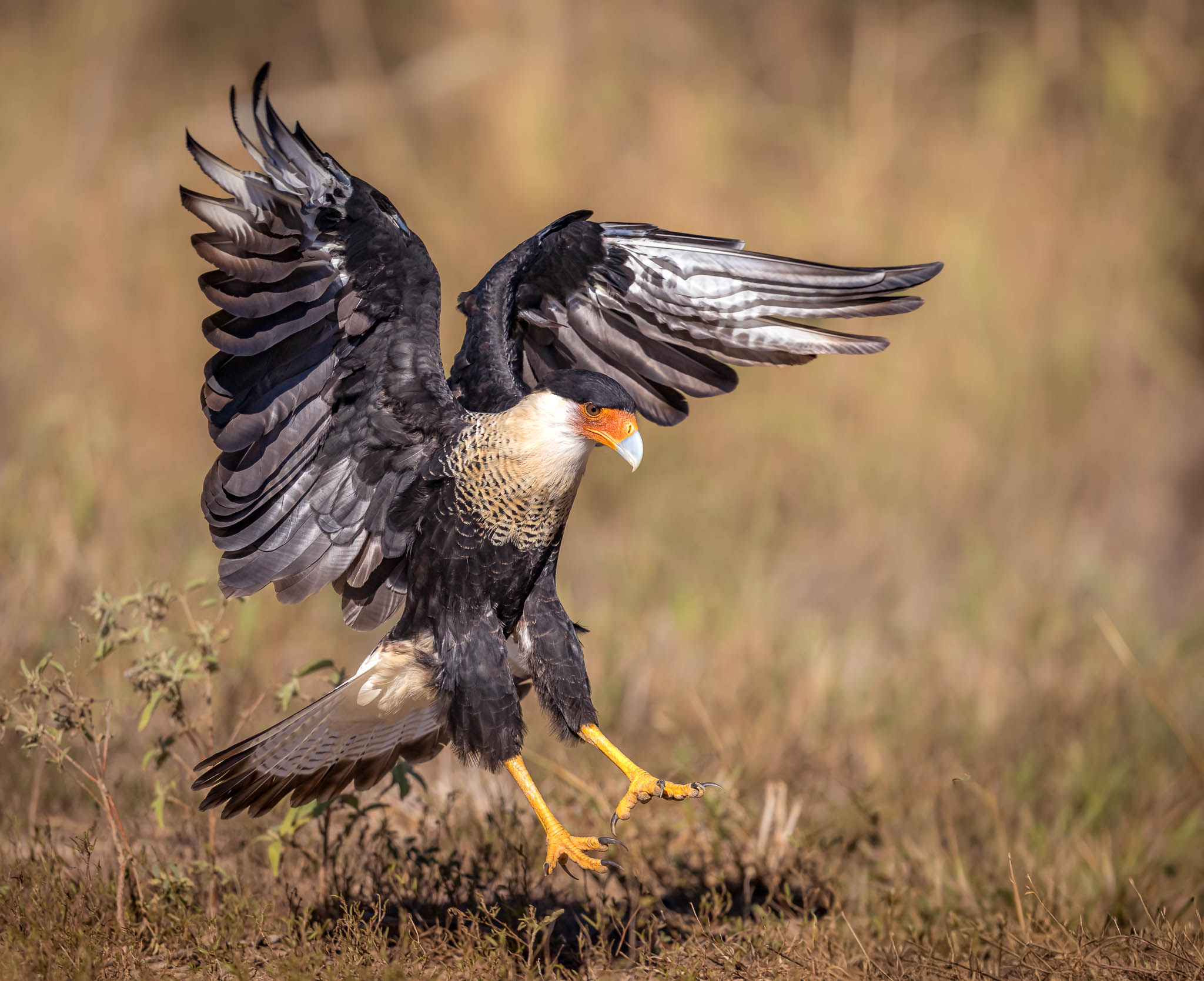 Crested Caracara