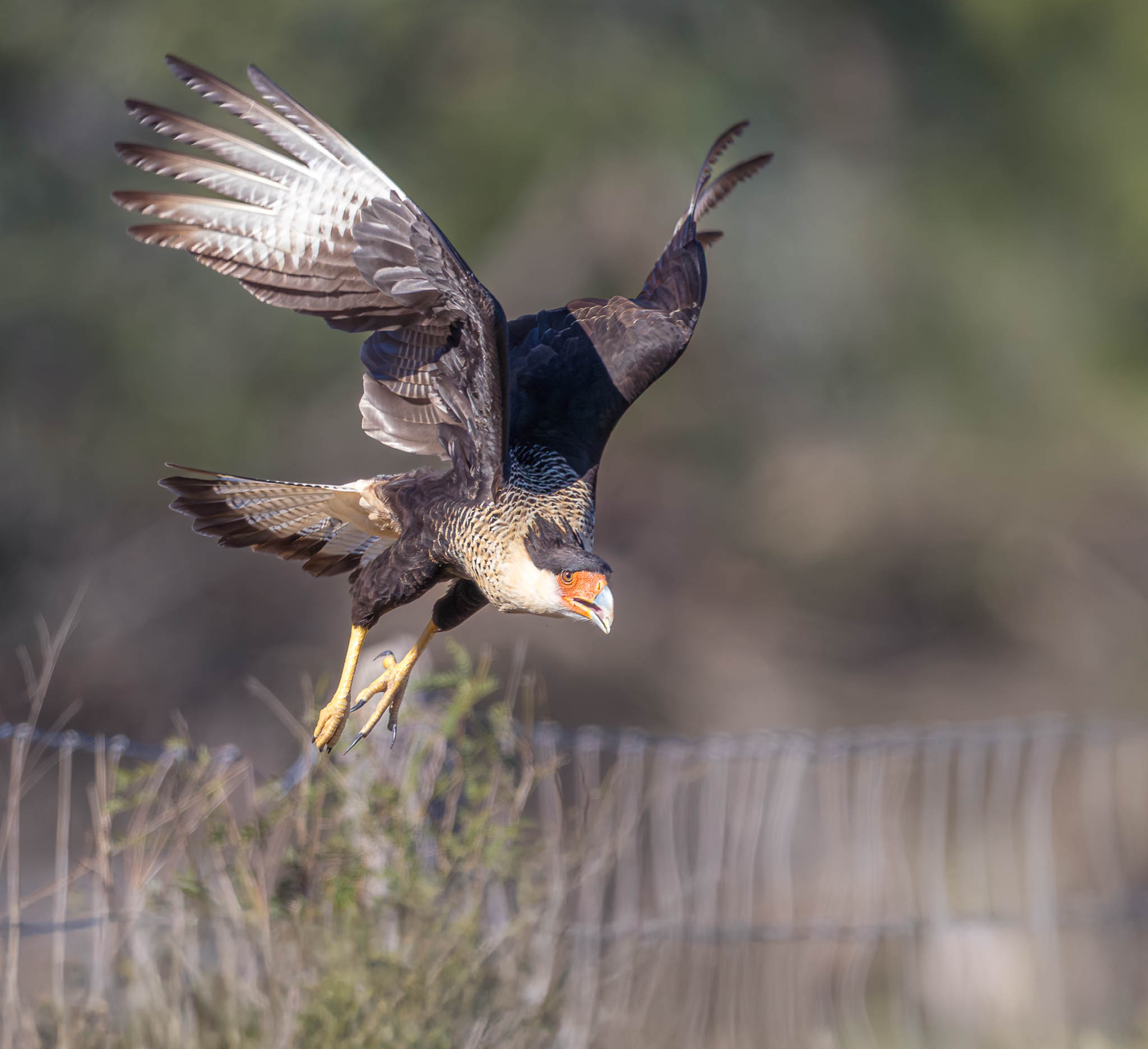 Crested Caracara