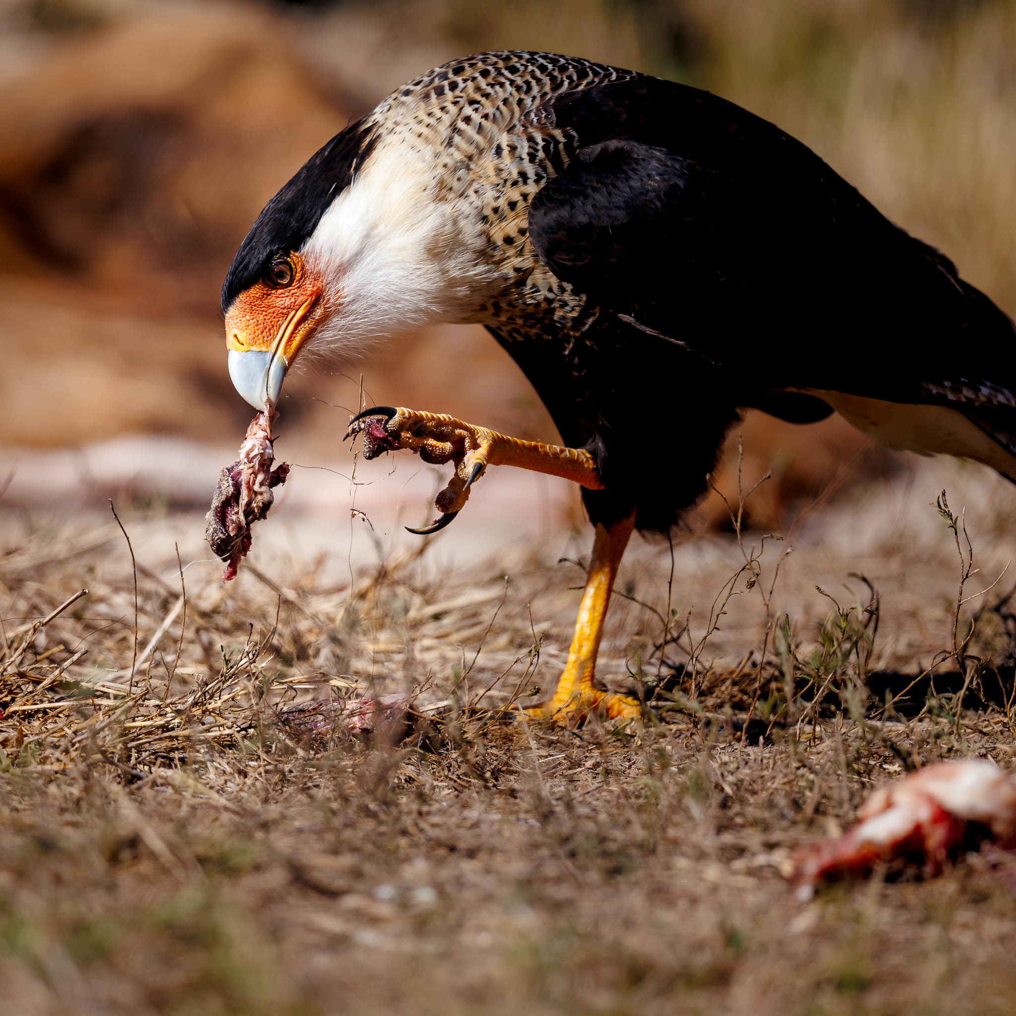Crested Caracara