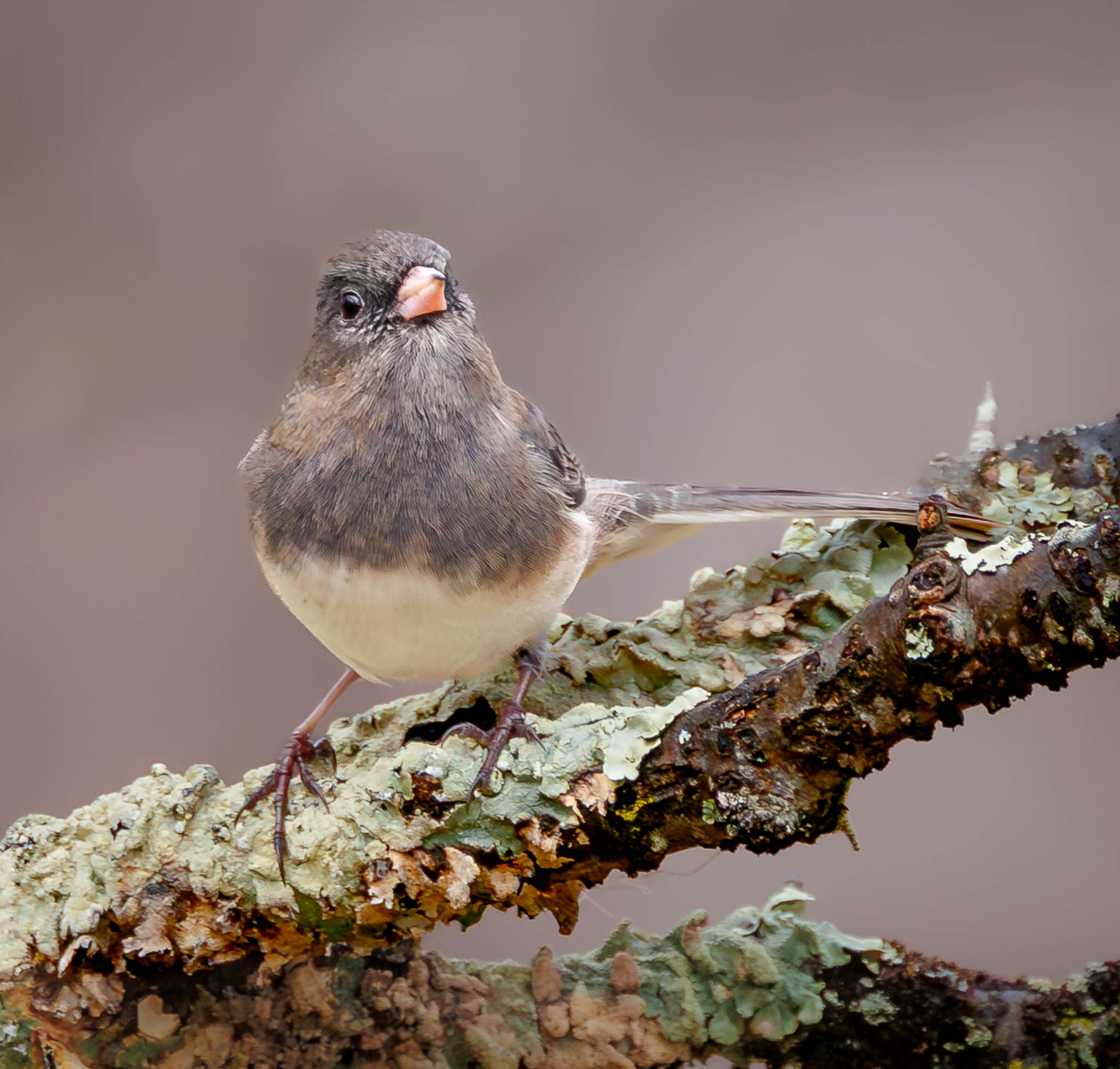 Dark-eyed Junco