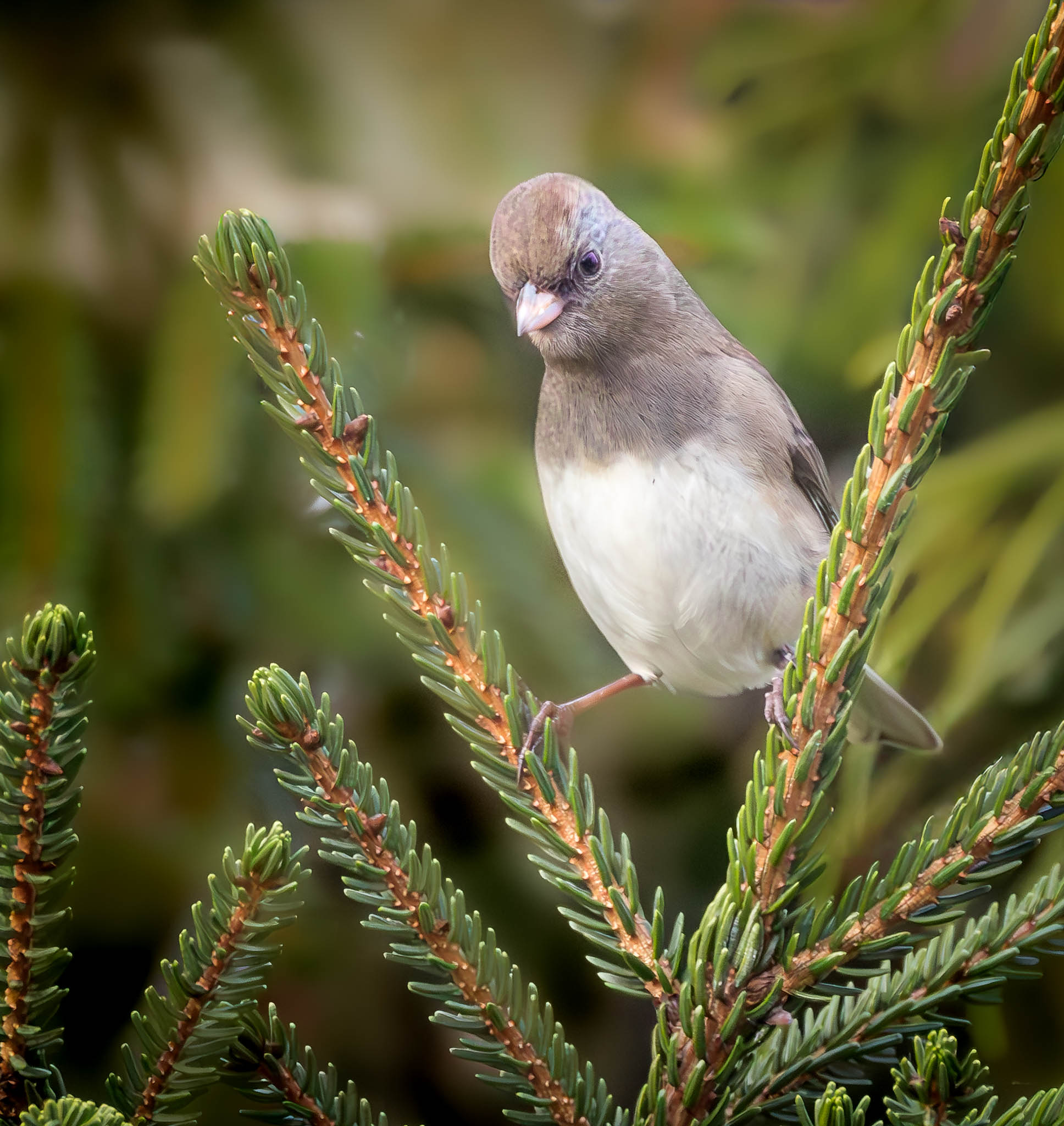 Dark-eyed Junco