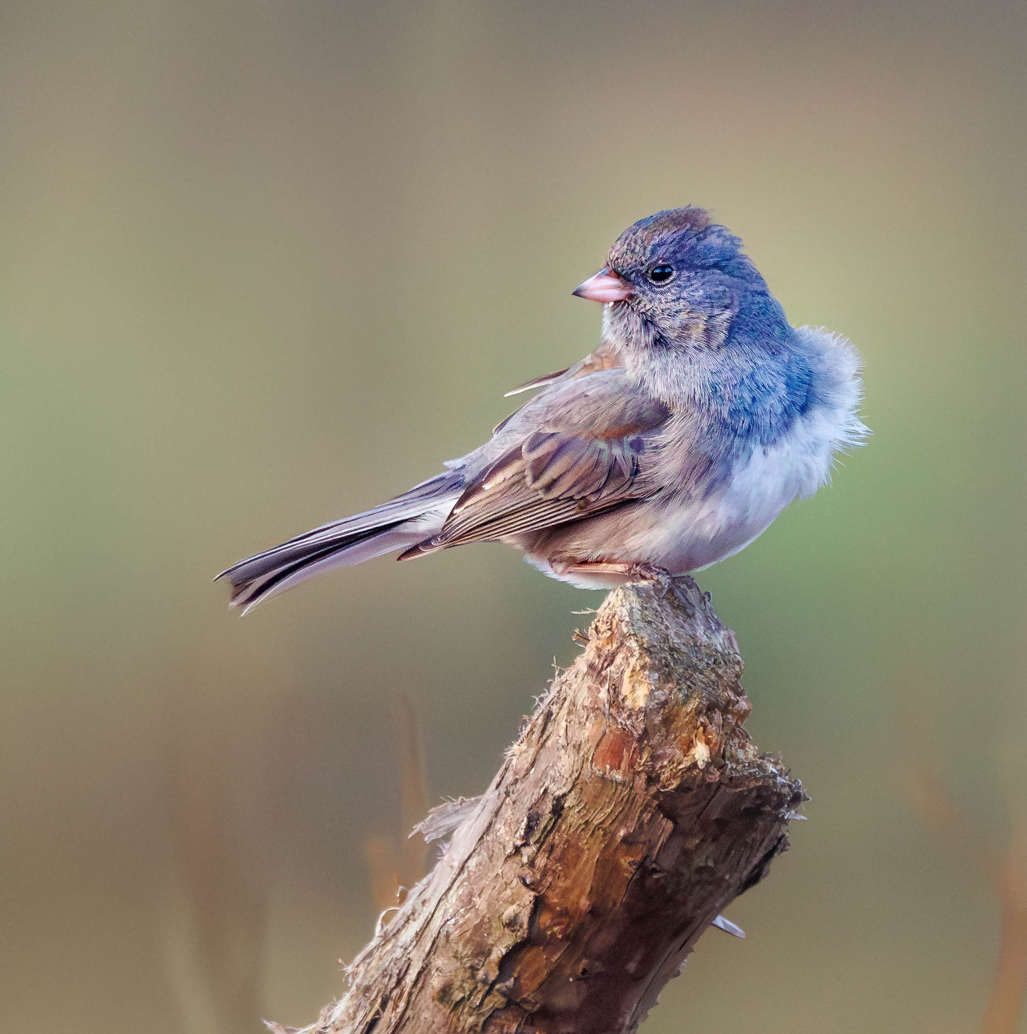 Dark-eyed Junco