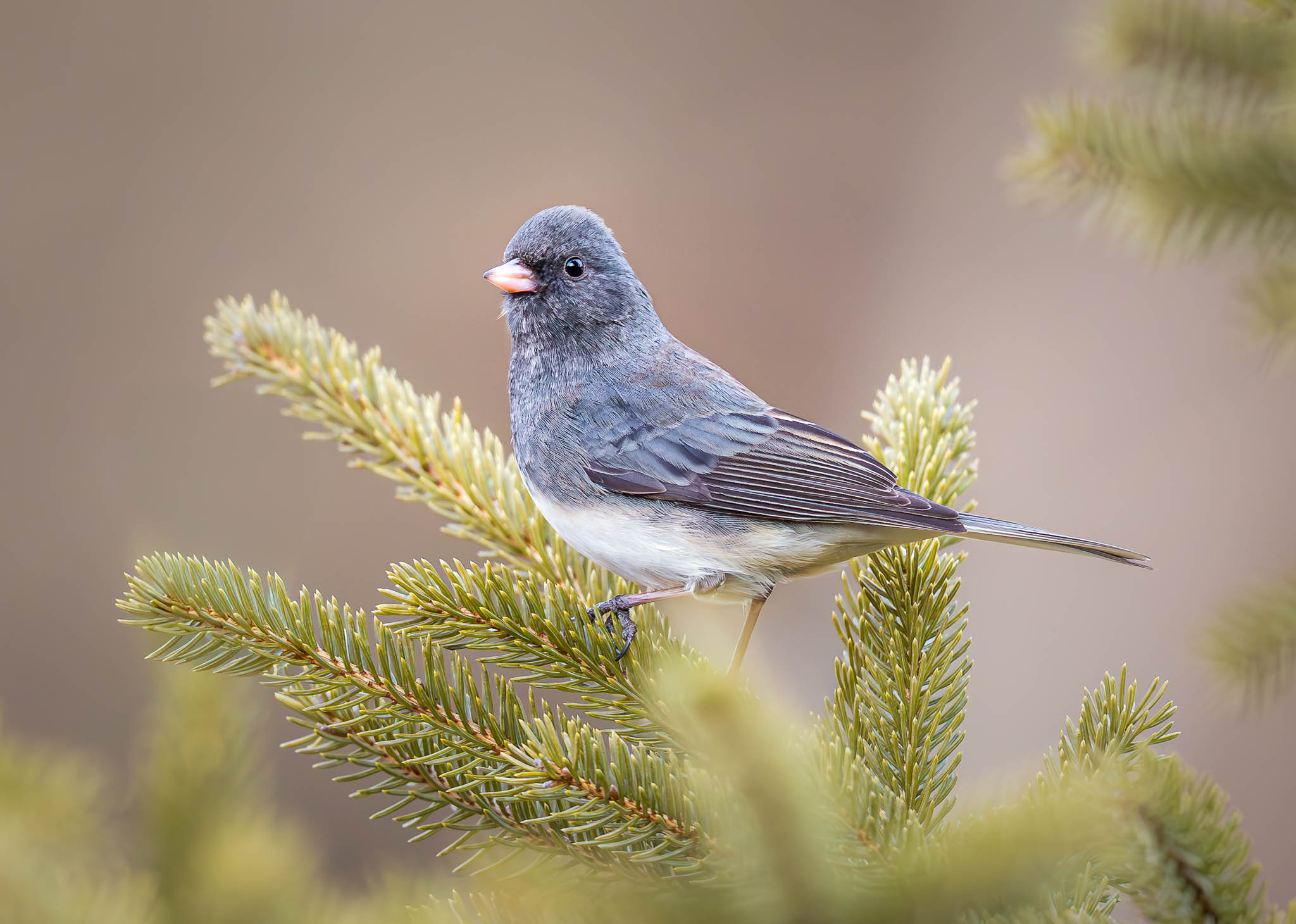 Dark-eyed Junco
