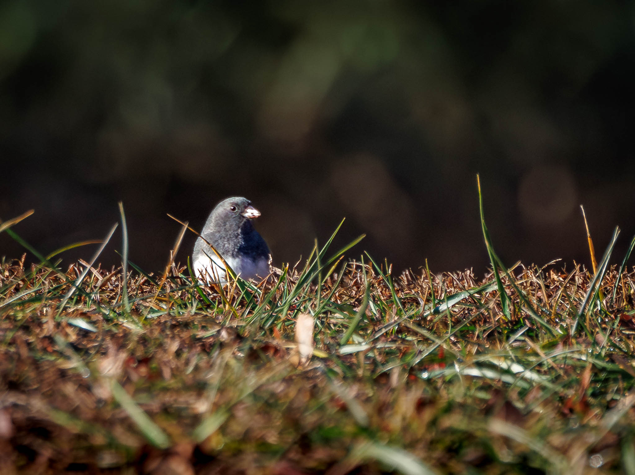Dark-eyed Junco
