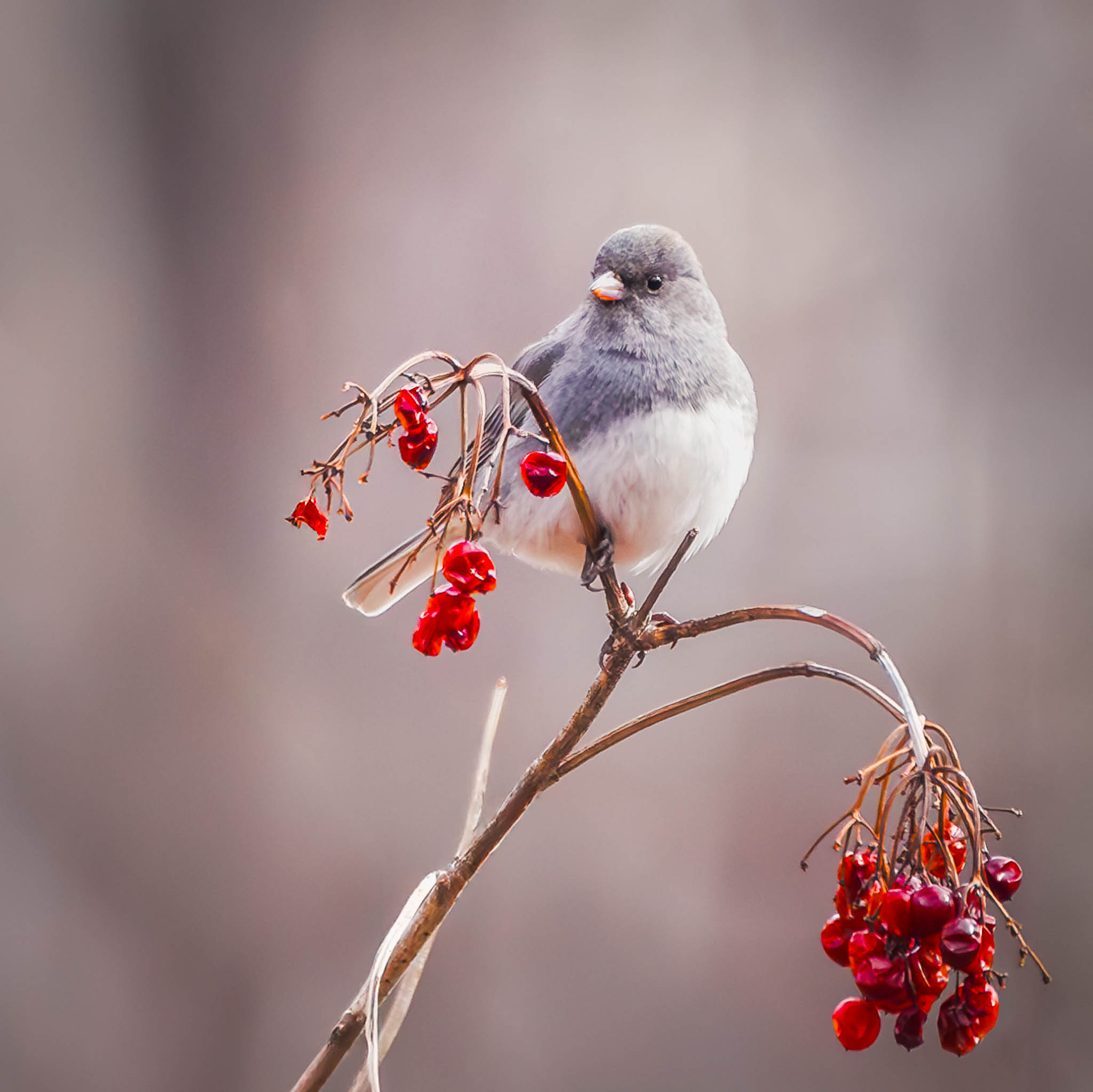 Dark-eyed Junco
