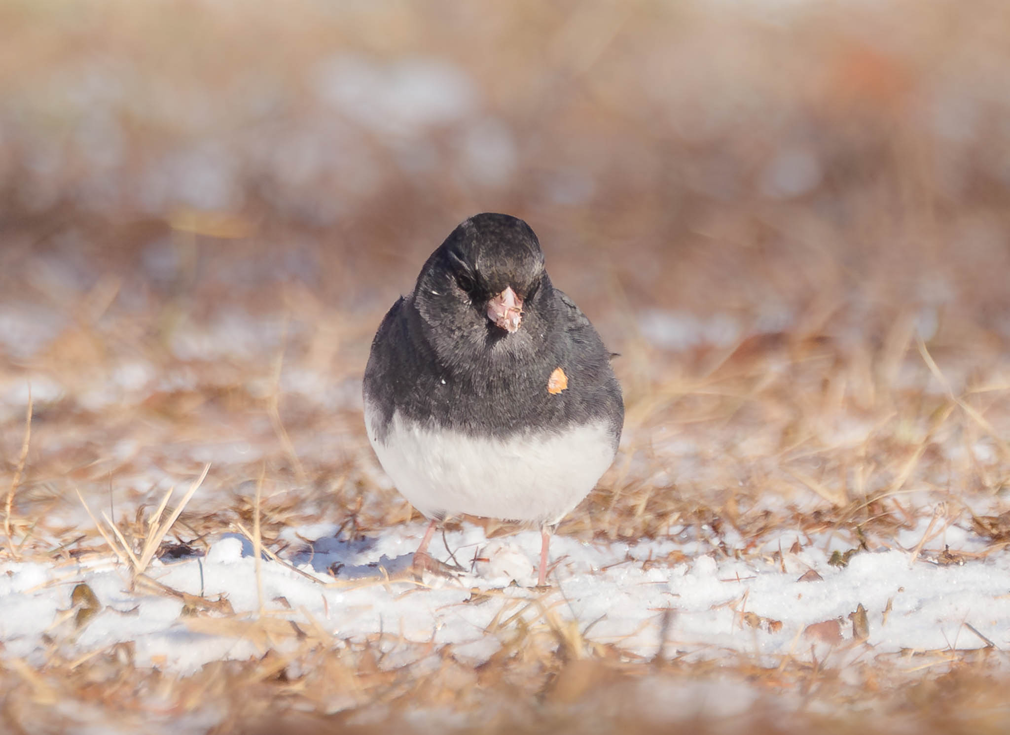 Dark-eyed Junco