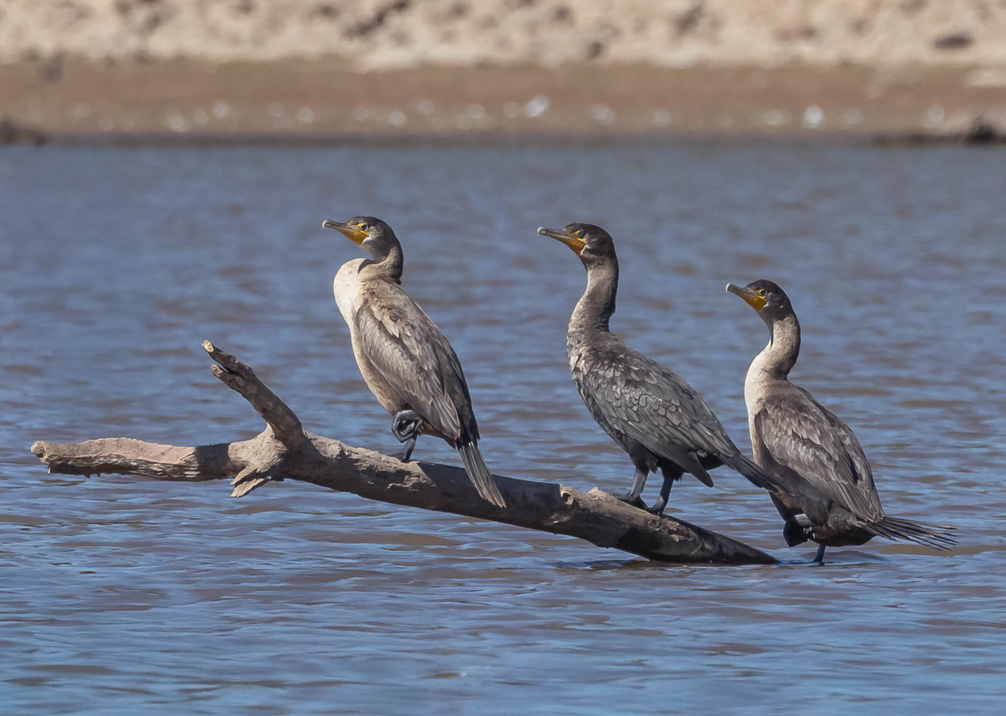 Double-crested Cormorant