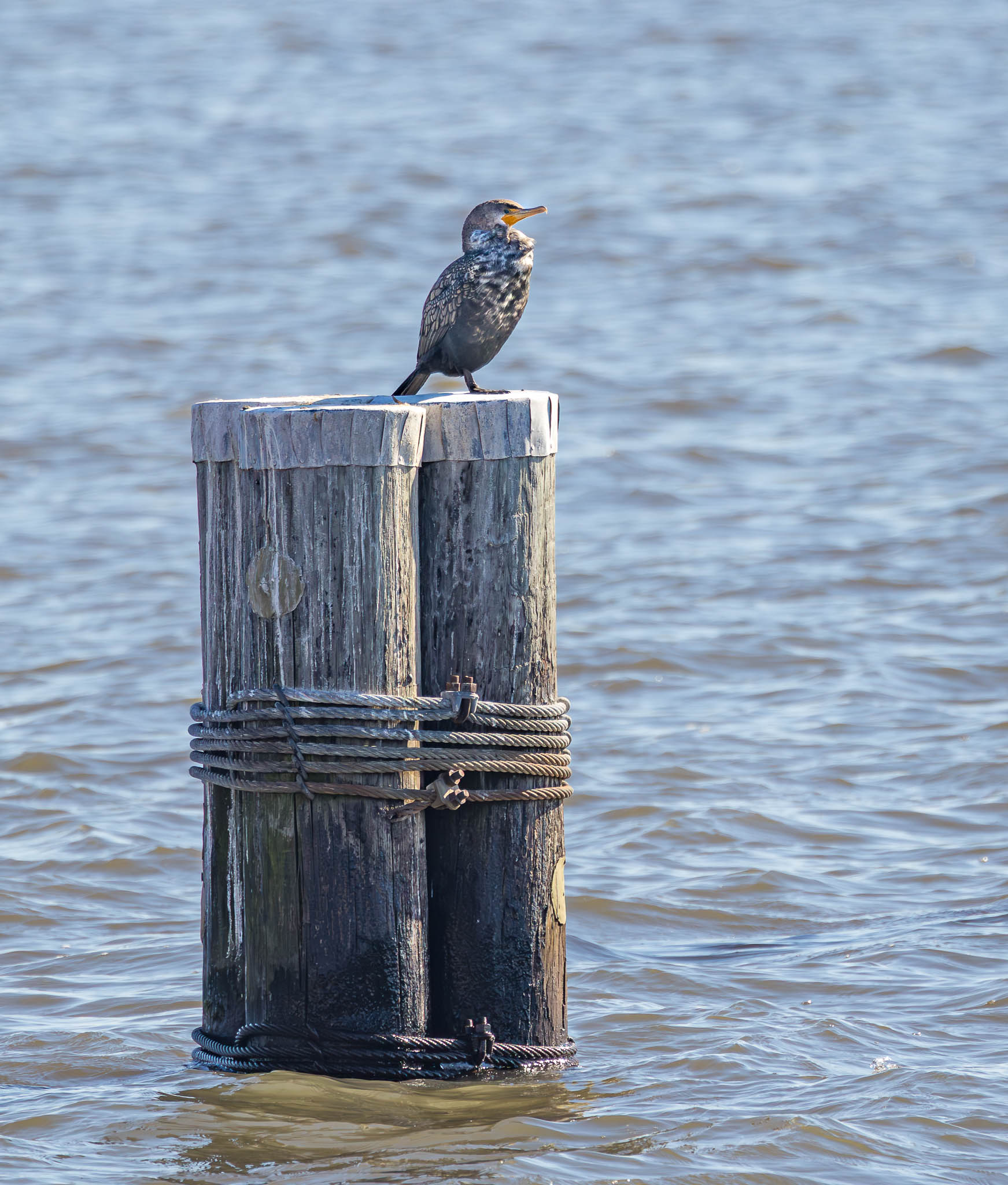 Double-crested Cormorant