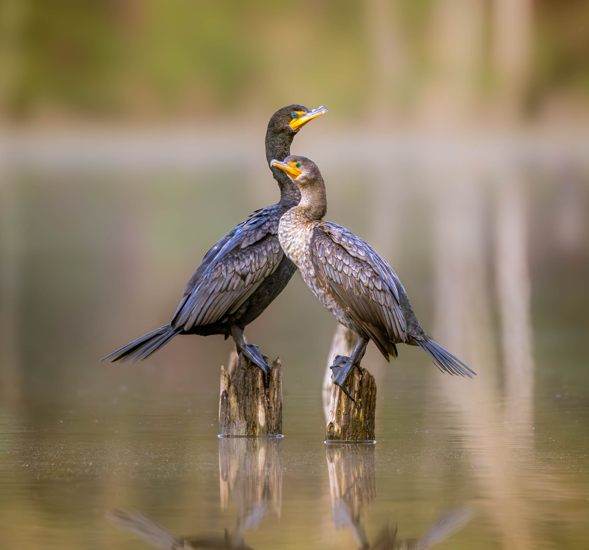Double-crested Cormorant