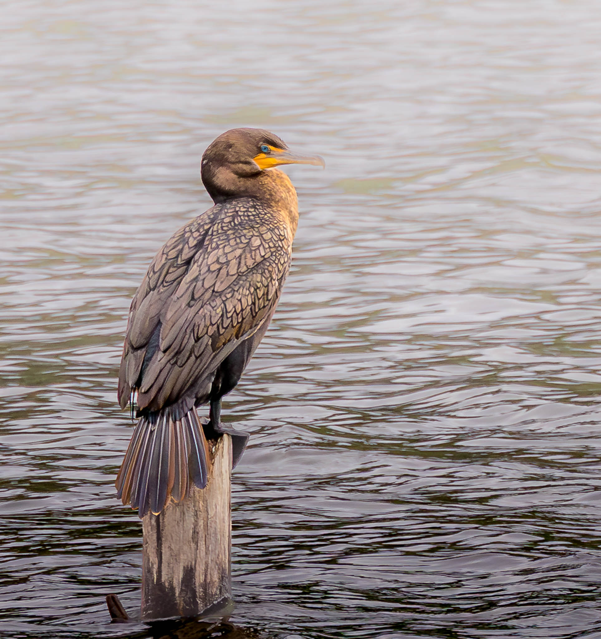 Double-crested Cormorant