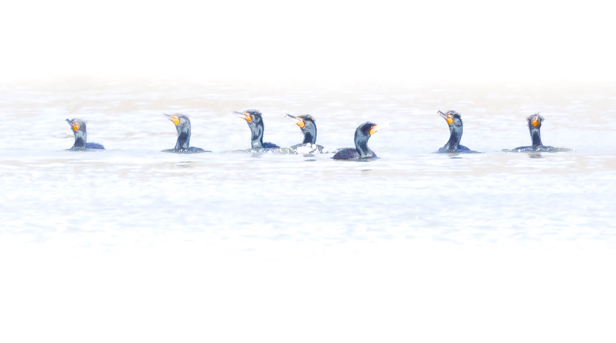 Double-crested Cormorant