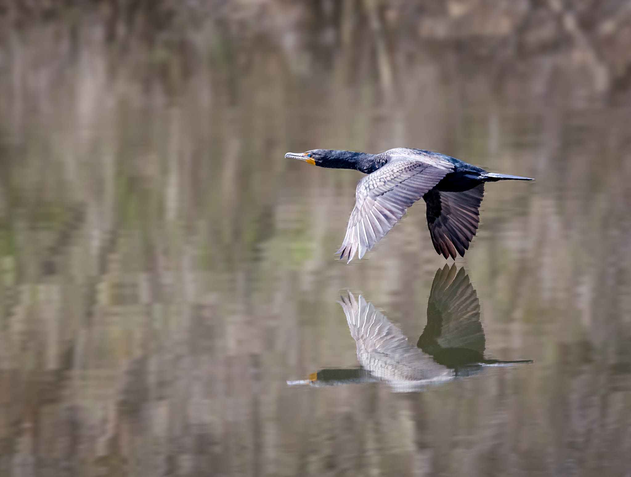Double-crested Cormorant