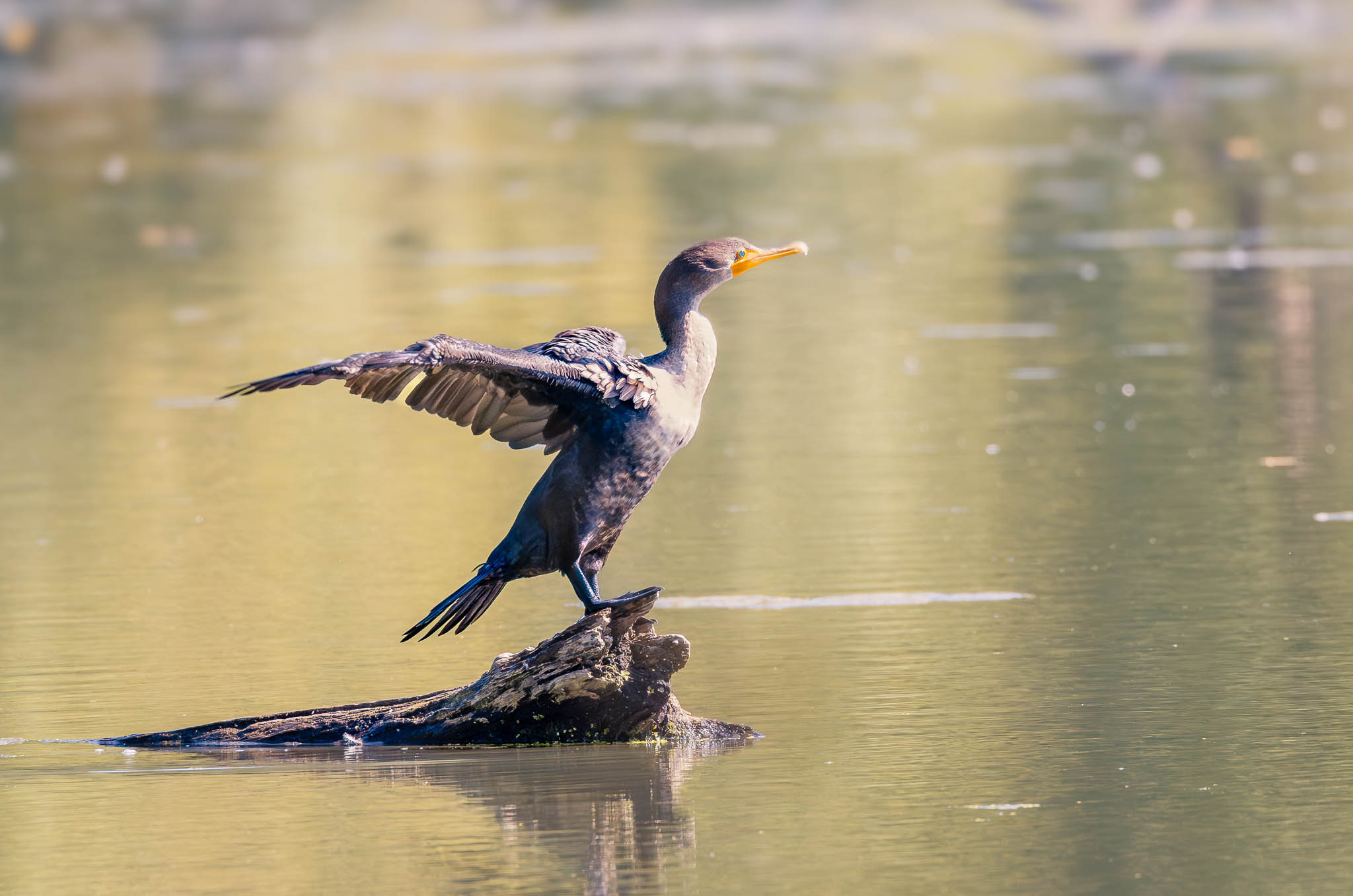 Double-crested Cormorant