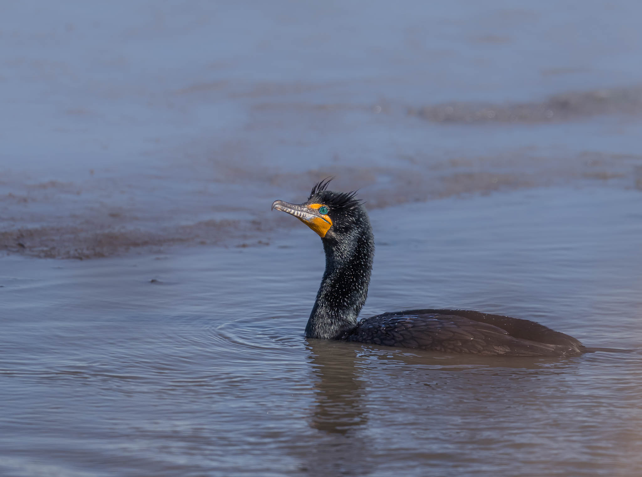 Double-crested Cormorant